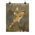 Scenic Nature — Black-Naped Oriole Perched On A Stem Of Rose Mallow — Matte Poster