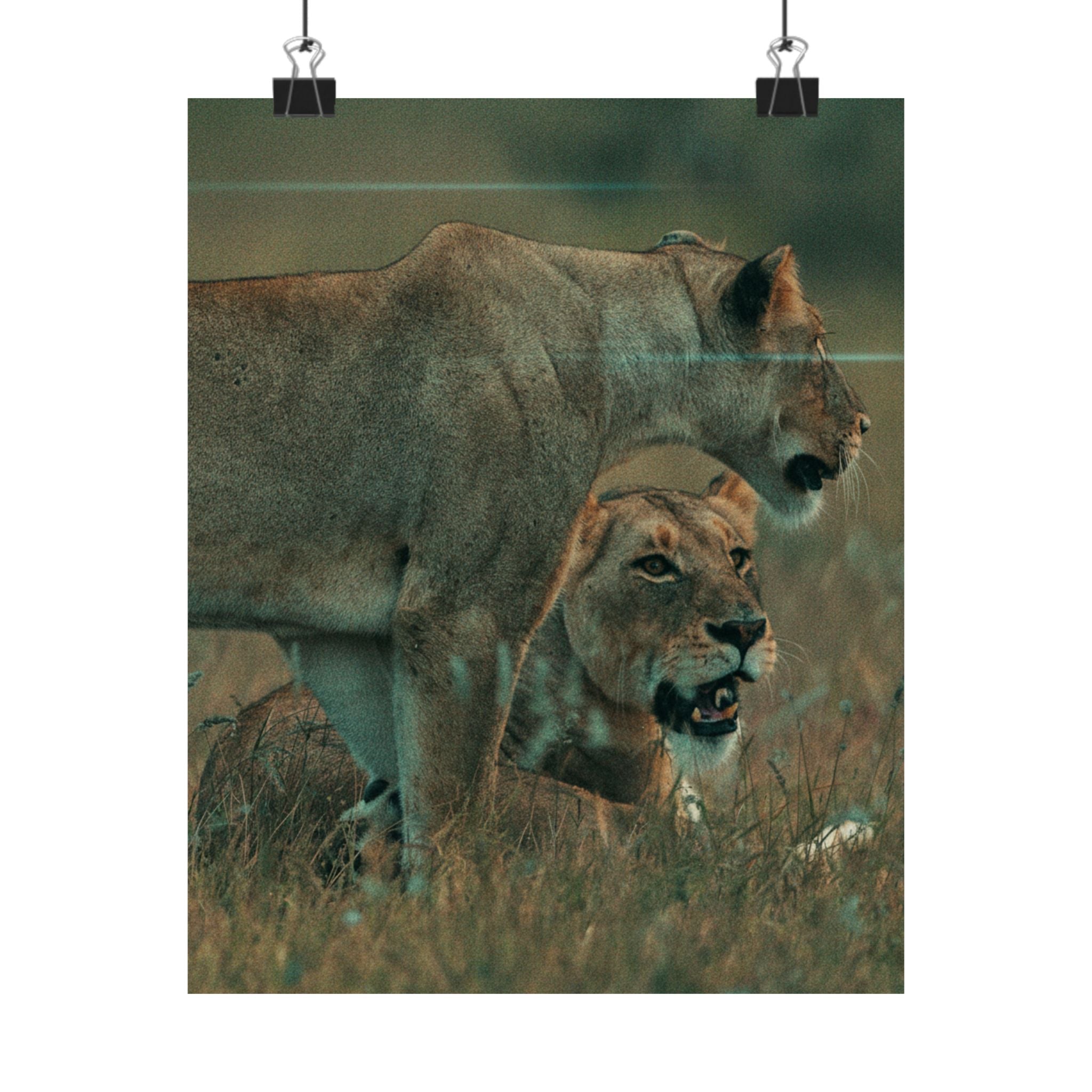 Cinematic — Lions — Matte Poster