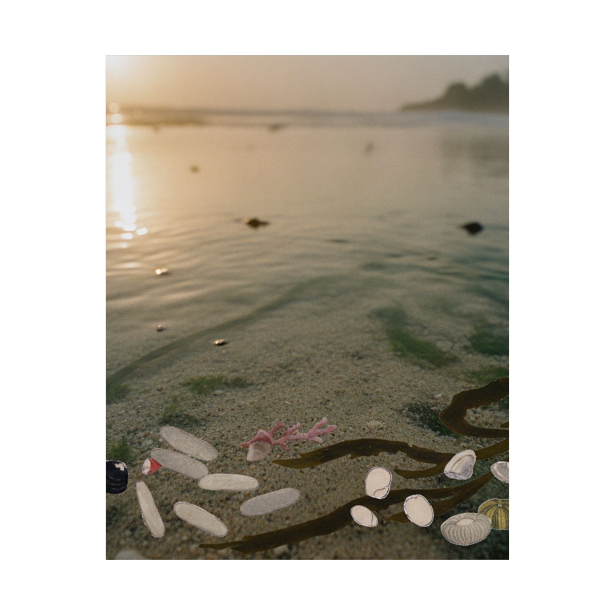 Scenic Nature — Shells Under Water — Matte Poster