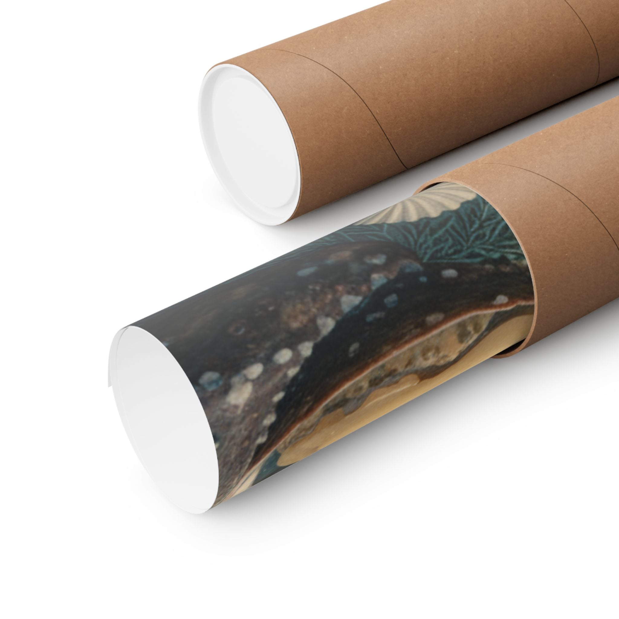 Scenic Nature — Shells Under Water — Matte Poster