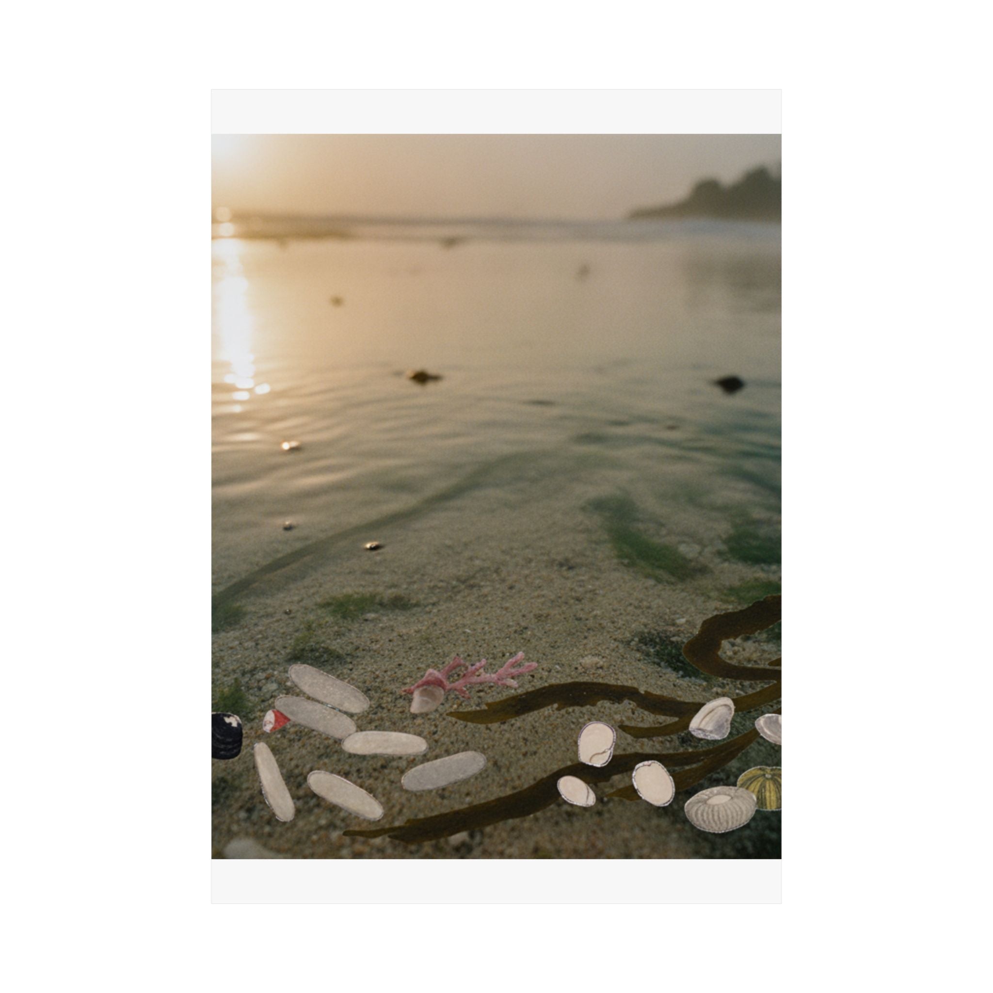 Scenic Nature — Shells Under Water — Matte Poster