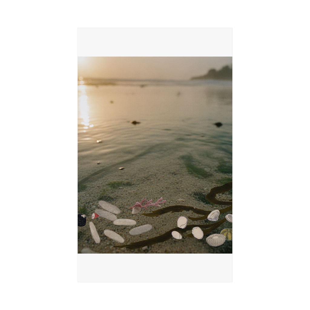 Scenic Nature — Shells Under Water — Matte Poster