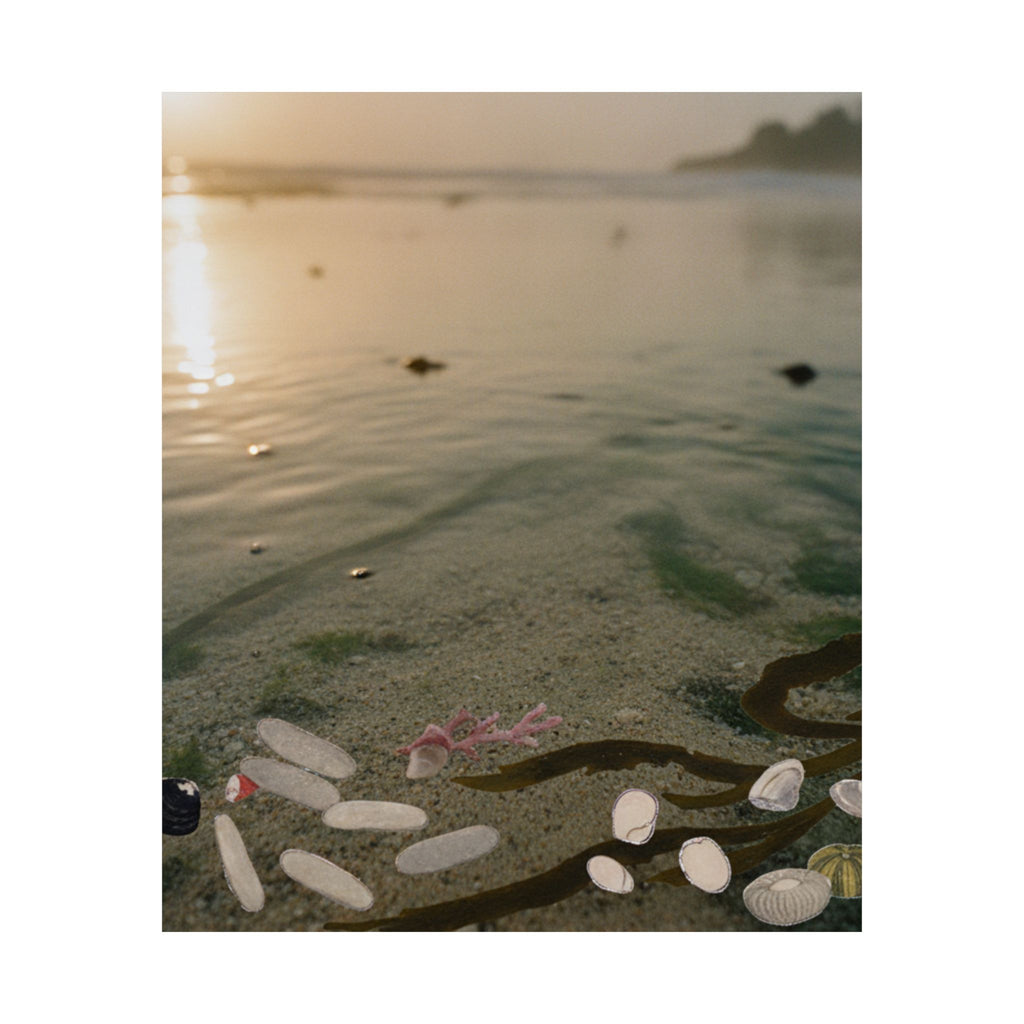 Scenic Nature — Shells Under Water — Matte Poster