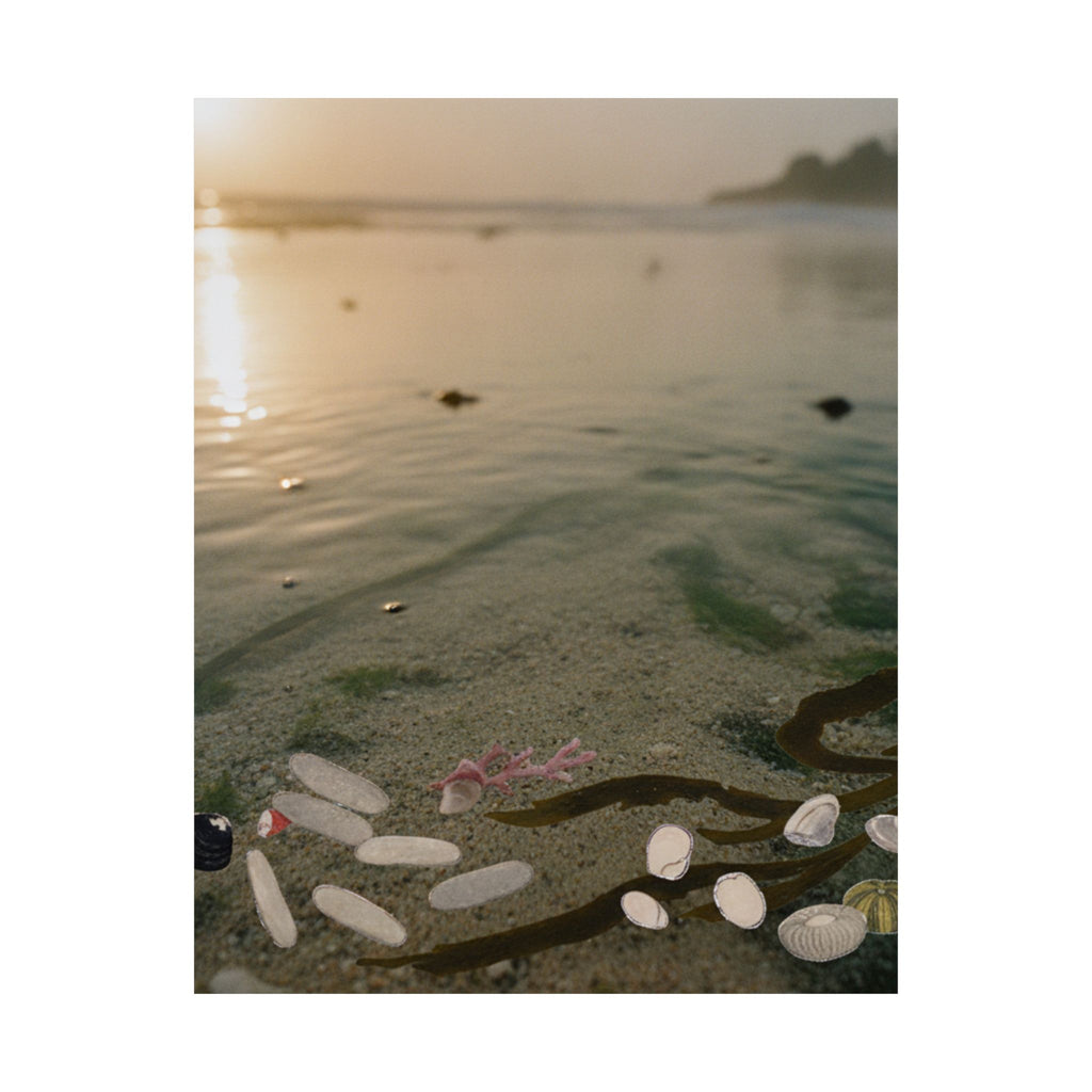 Scenic Nature — Shells Under Water — Matte Poster
