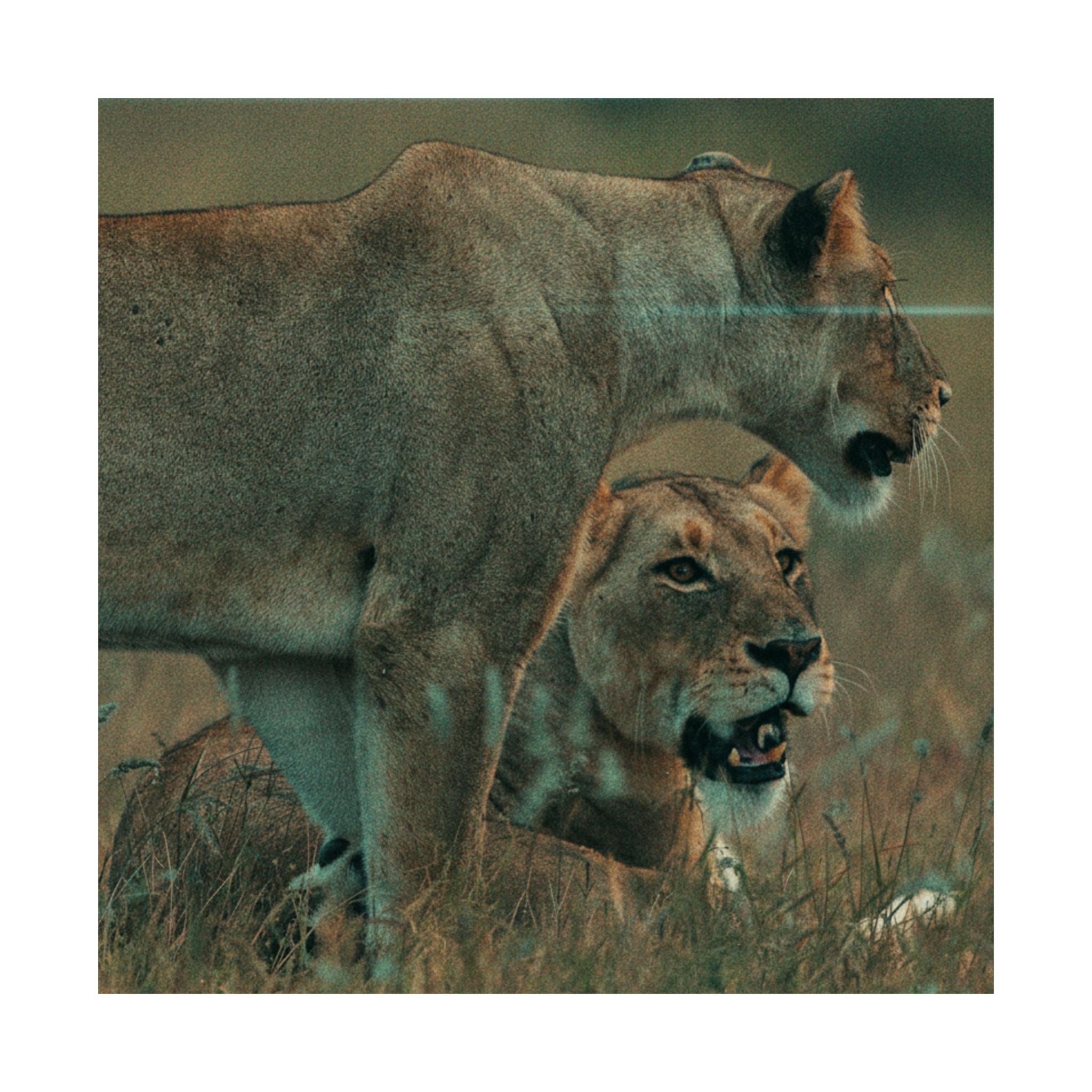 Cinematic — Lions — Matte Poster