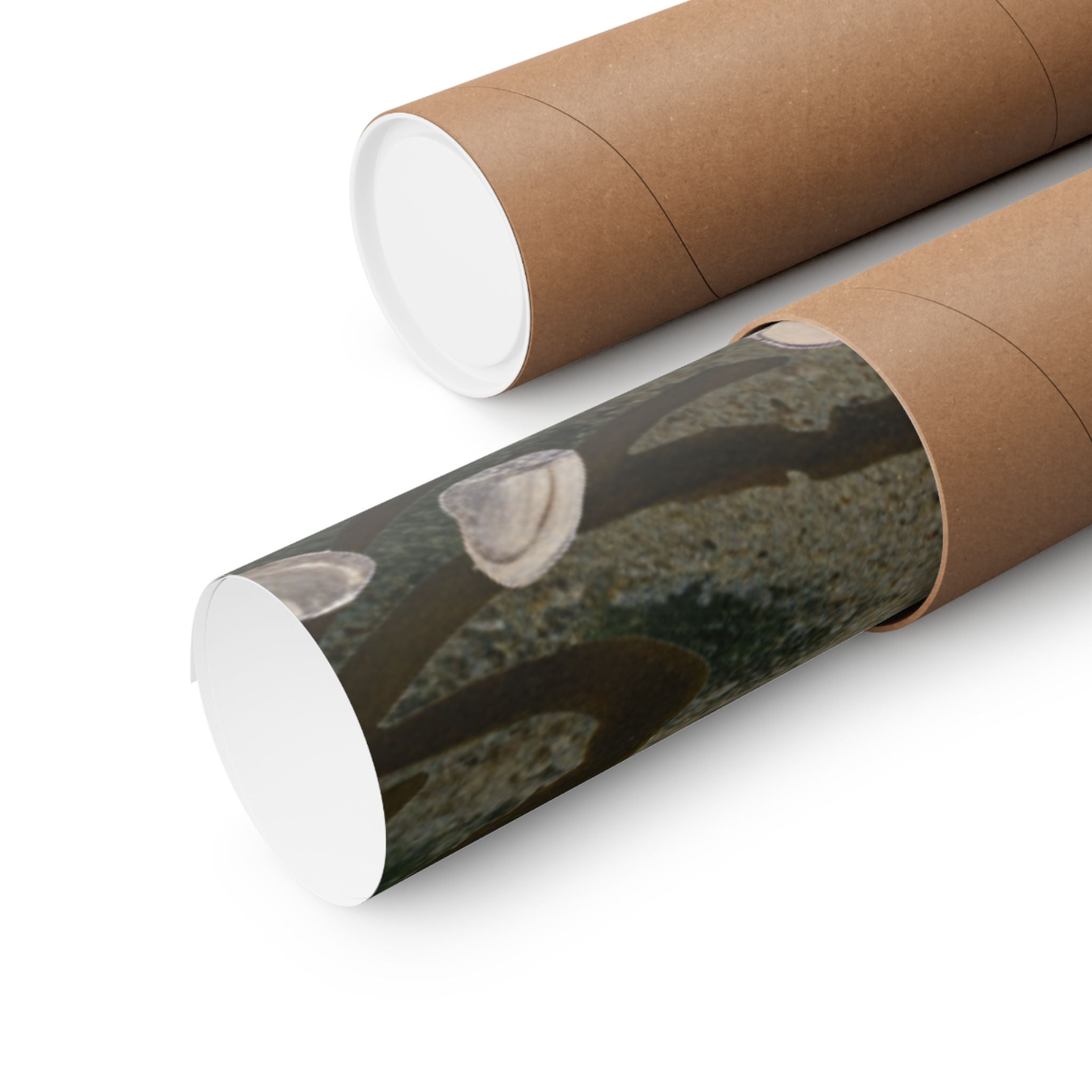 Scenic Nature — Shells Under Water — Matte Poster