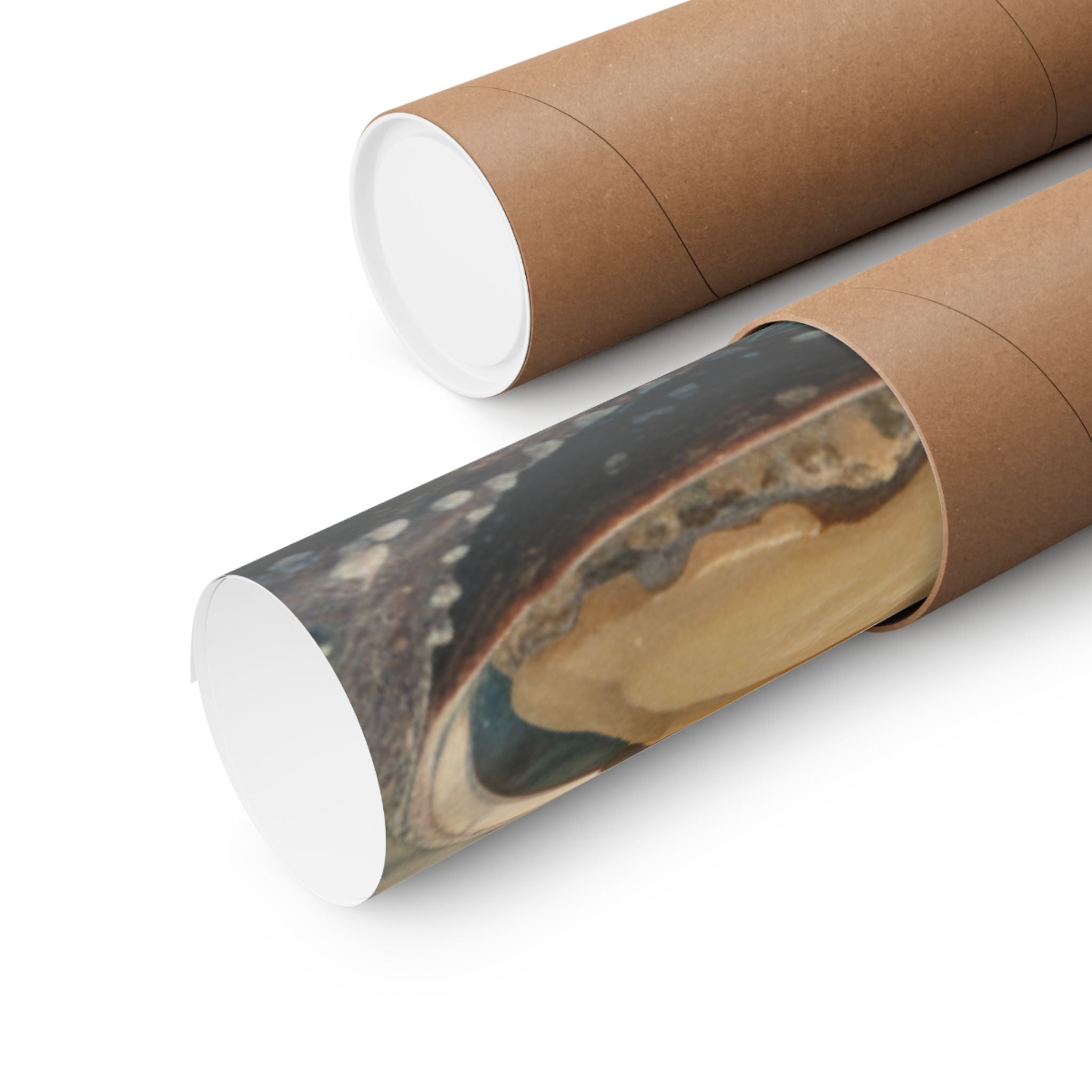 Scenic Nature — Shells Under Water — Matte Poster