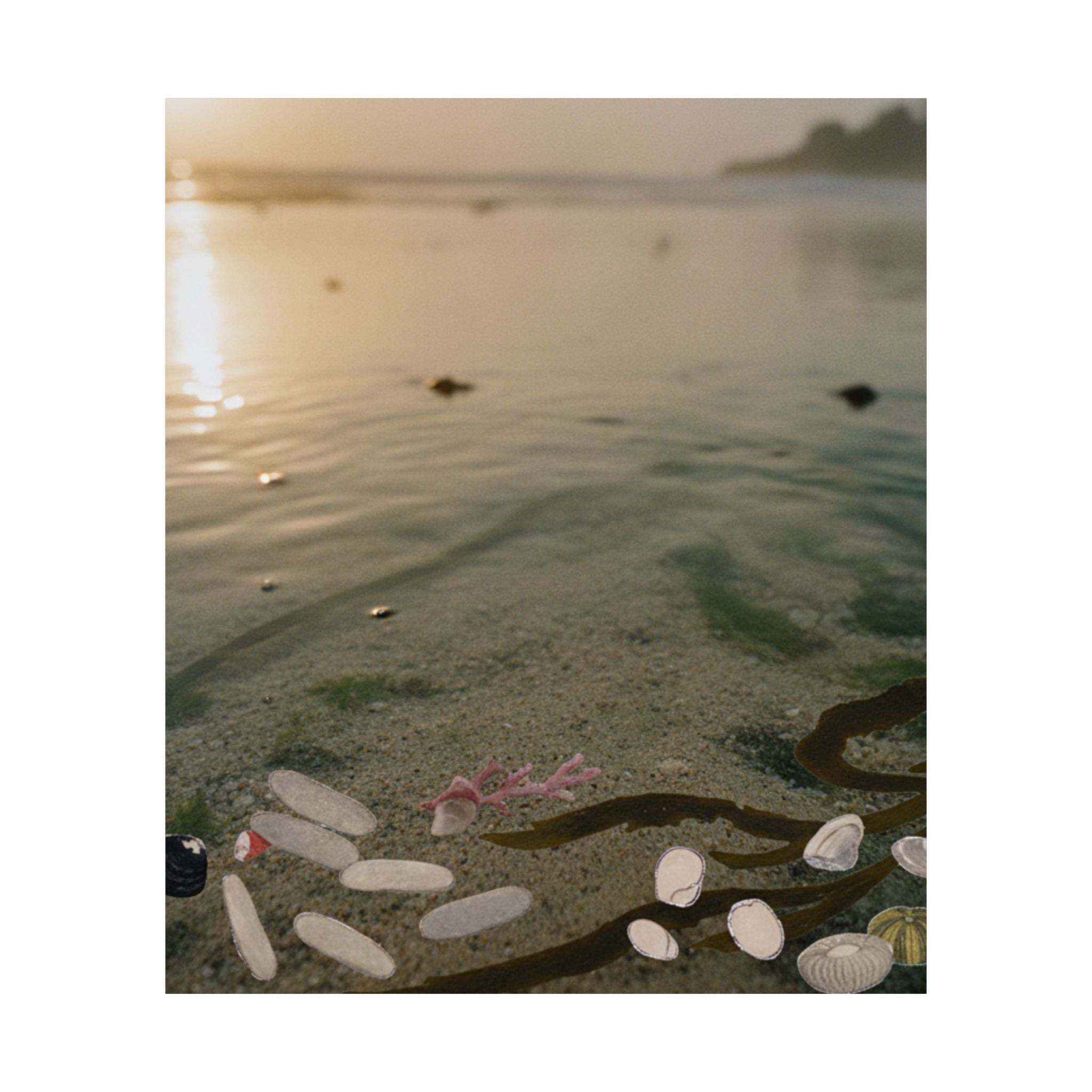 Scenic Nature — Shells Under Water — Matte Poster