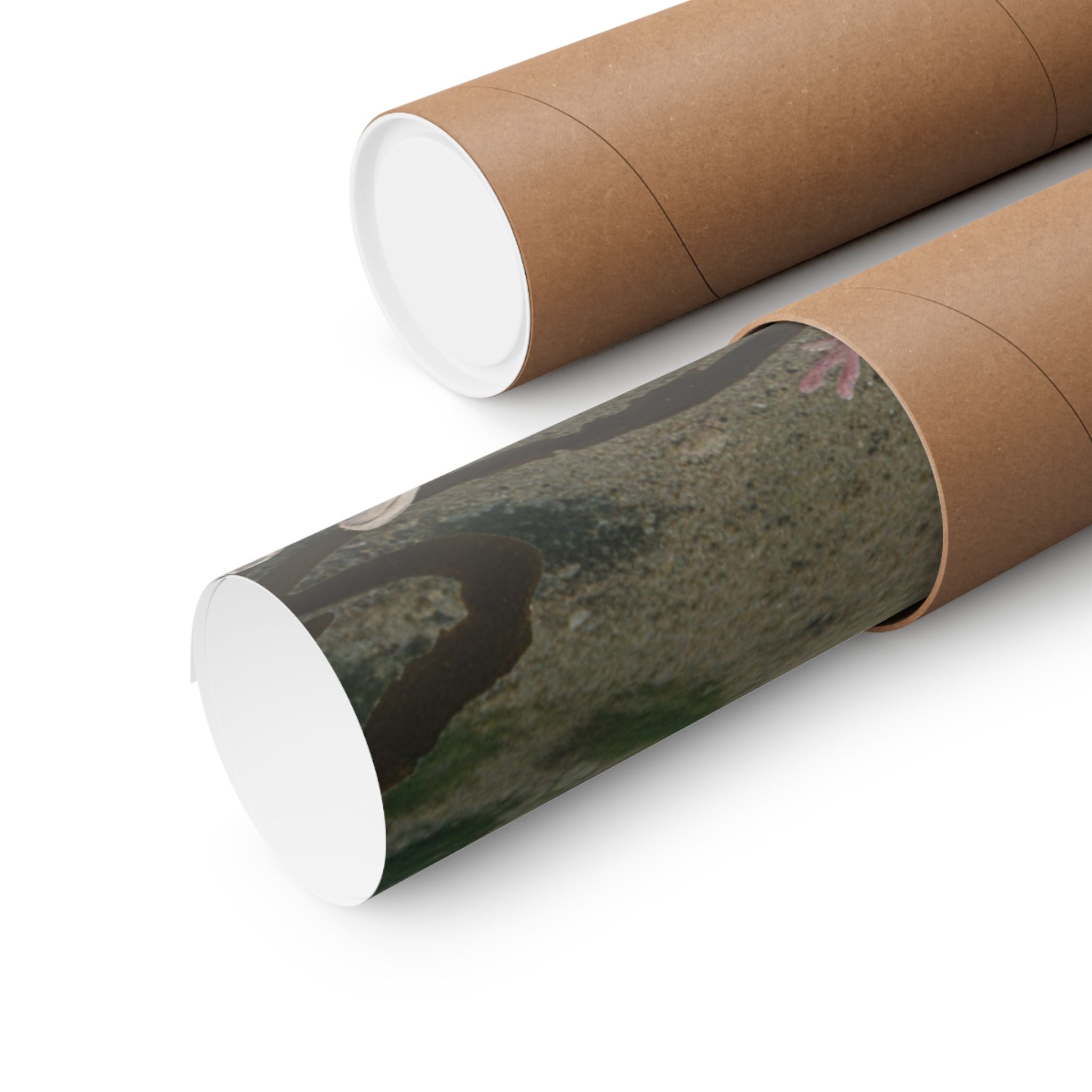 Scenic Nature — Shells Under Water — Matte Poster
