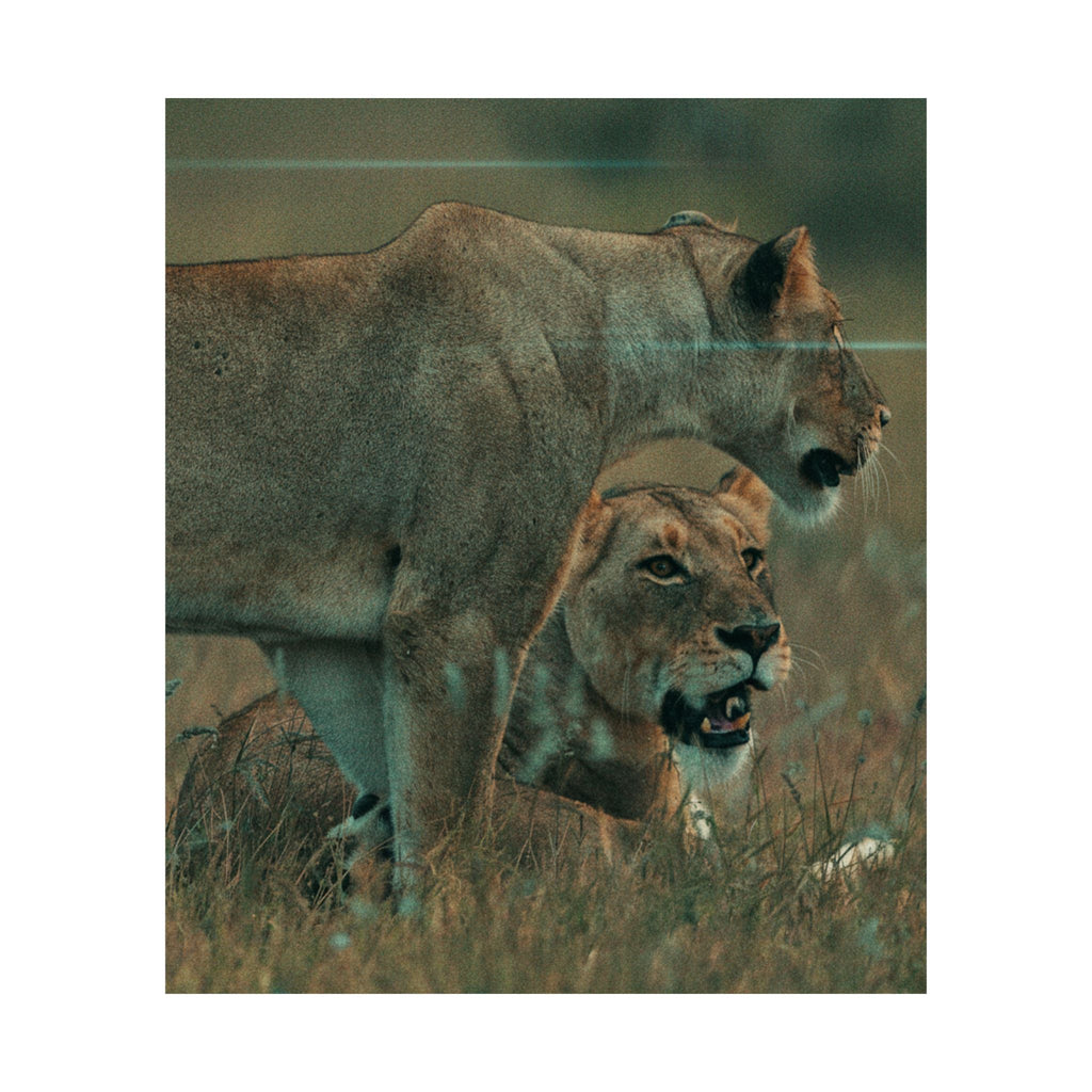 Cinematic — Lions — Matte Poster