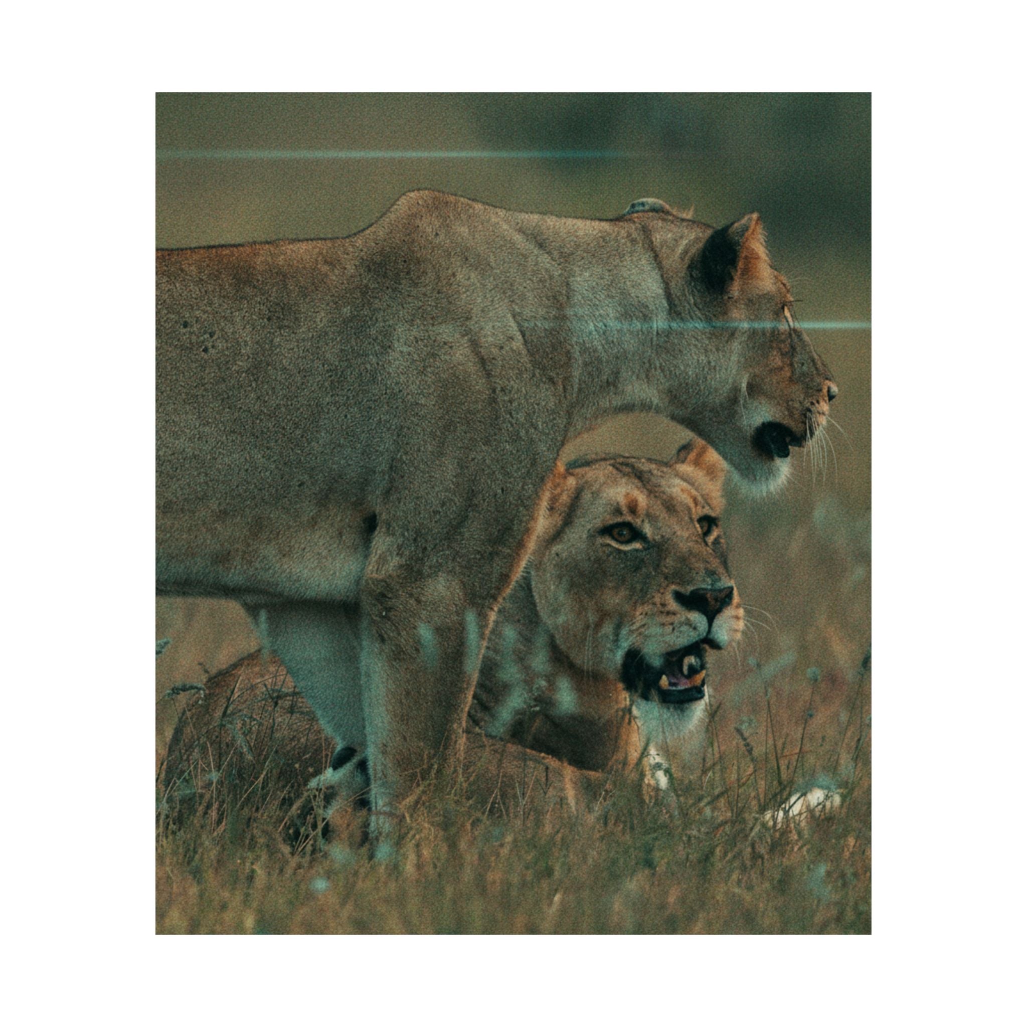 Cinematic — Lions — Matte Poster
