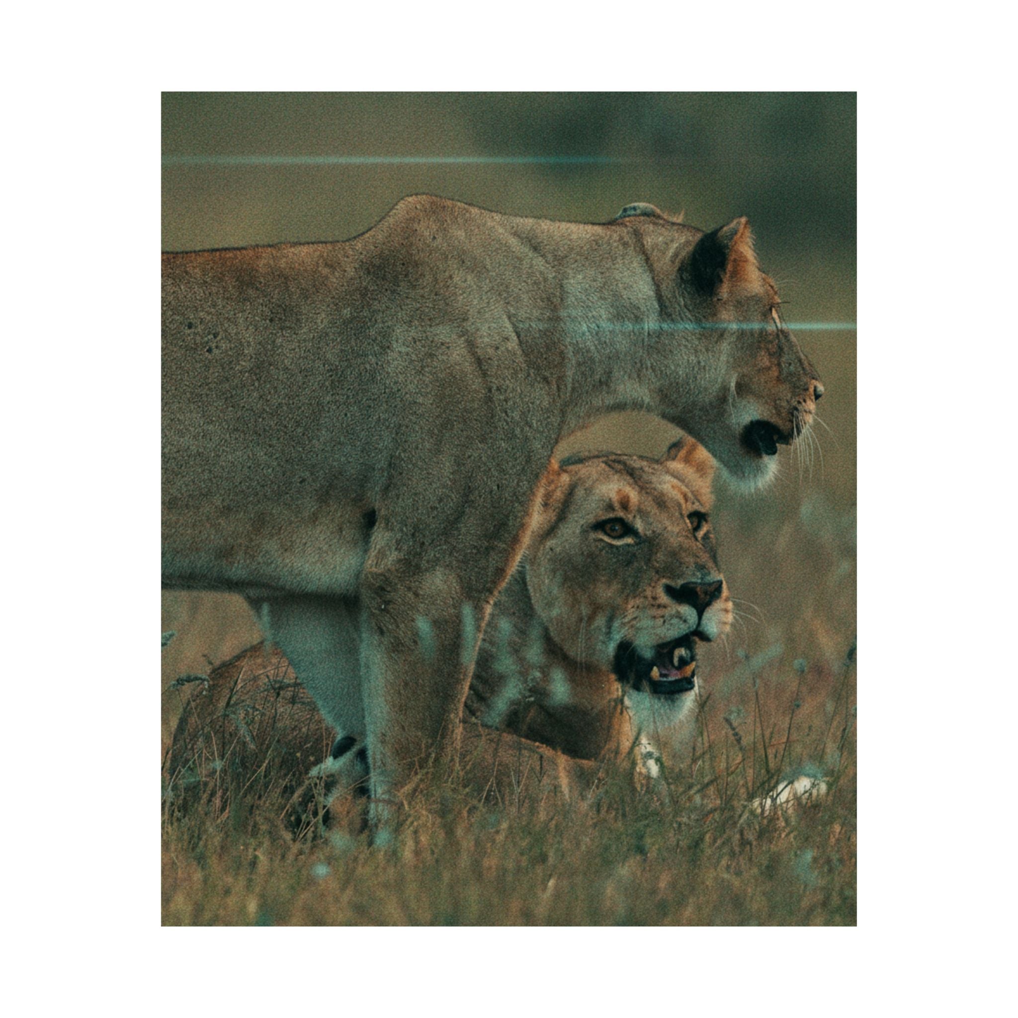 Cinematic — Lions — Matte Poster