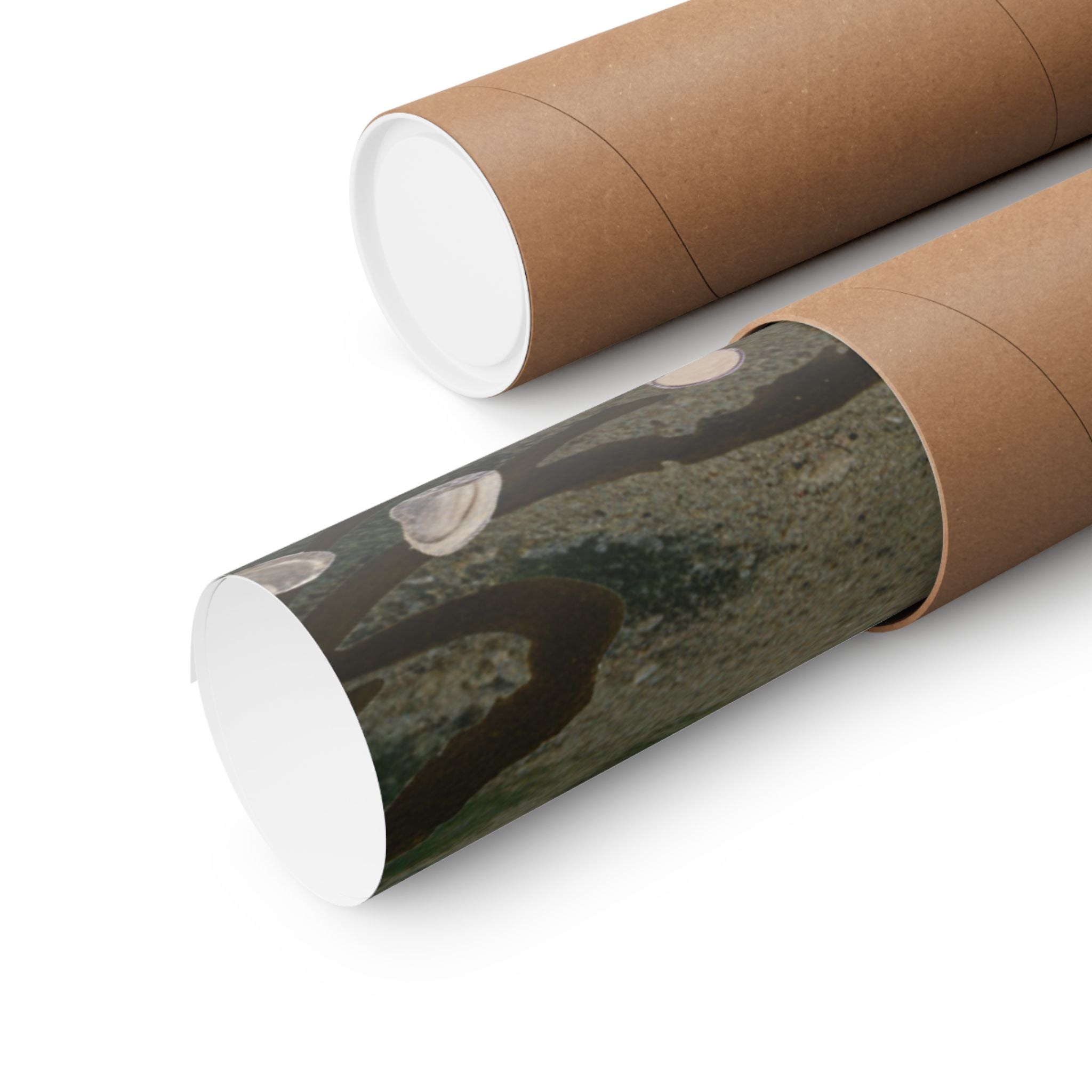 Scenic Nature — Shells Under Water — Matte Poster