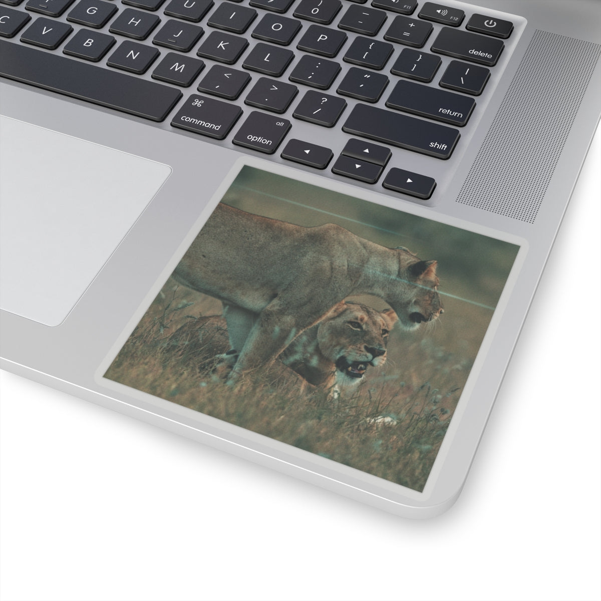 Cinematic — Lions — Kiss-Cut Sticker
