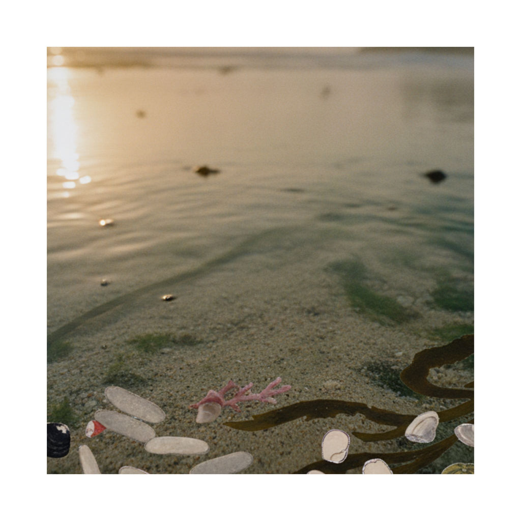 Scenic Nature — Shells Under Water — Matte Poster