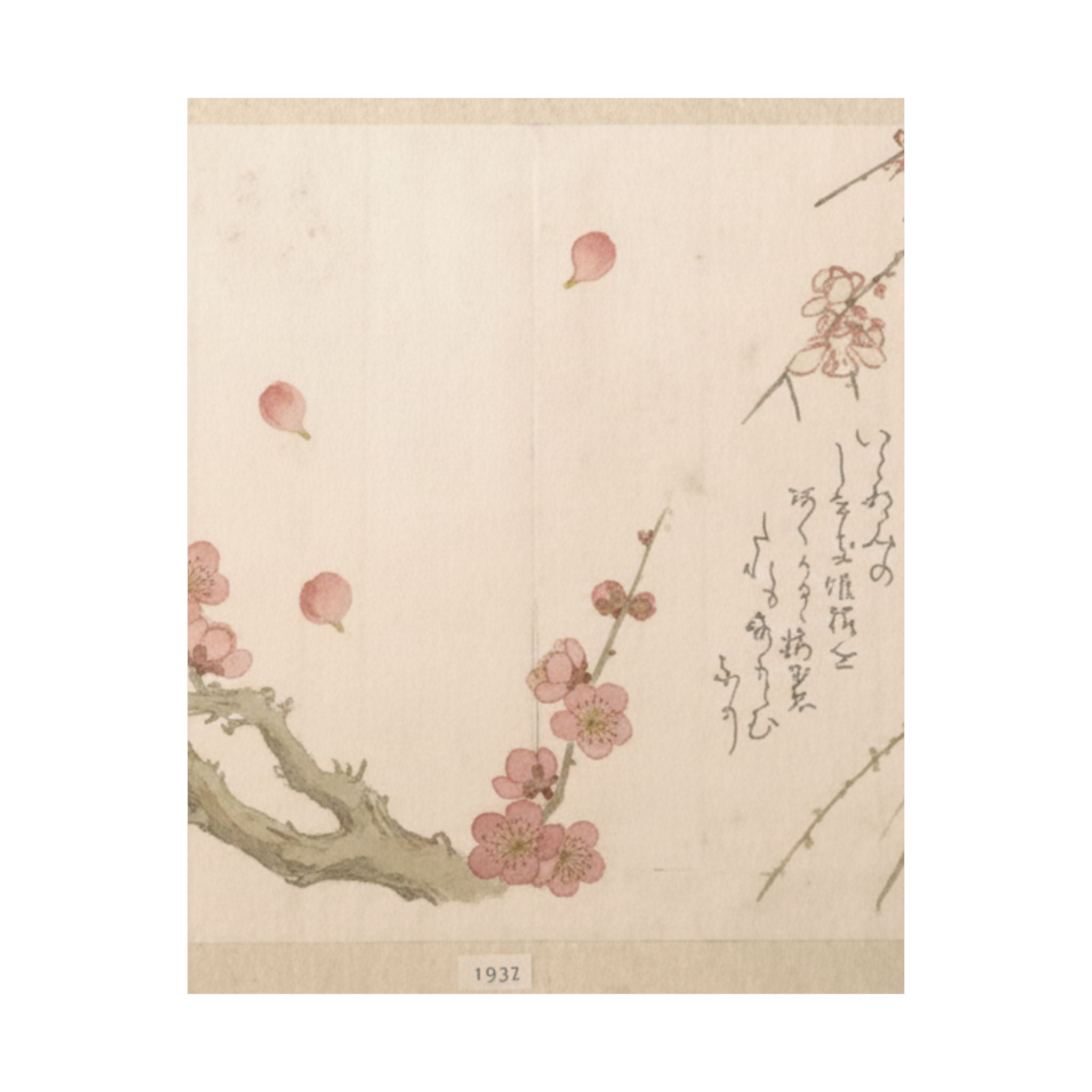 Botanical — Plum Blossom — Matte Poster