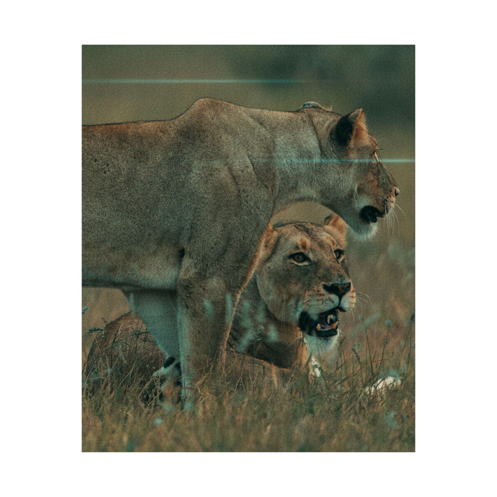 Cinematic — Lions — Matte Poster