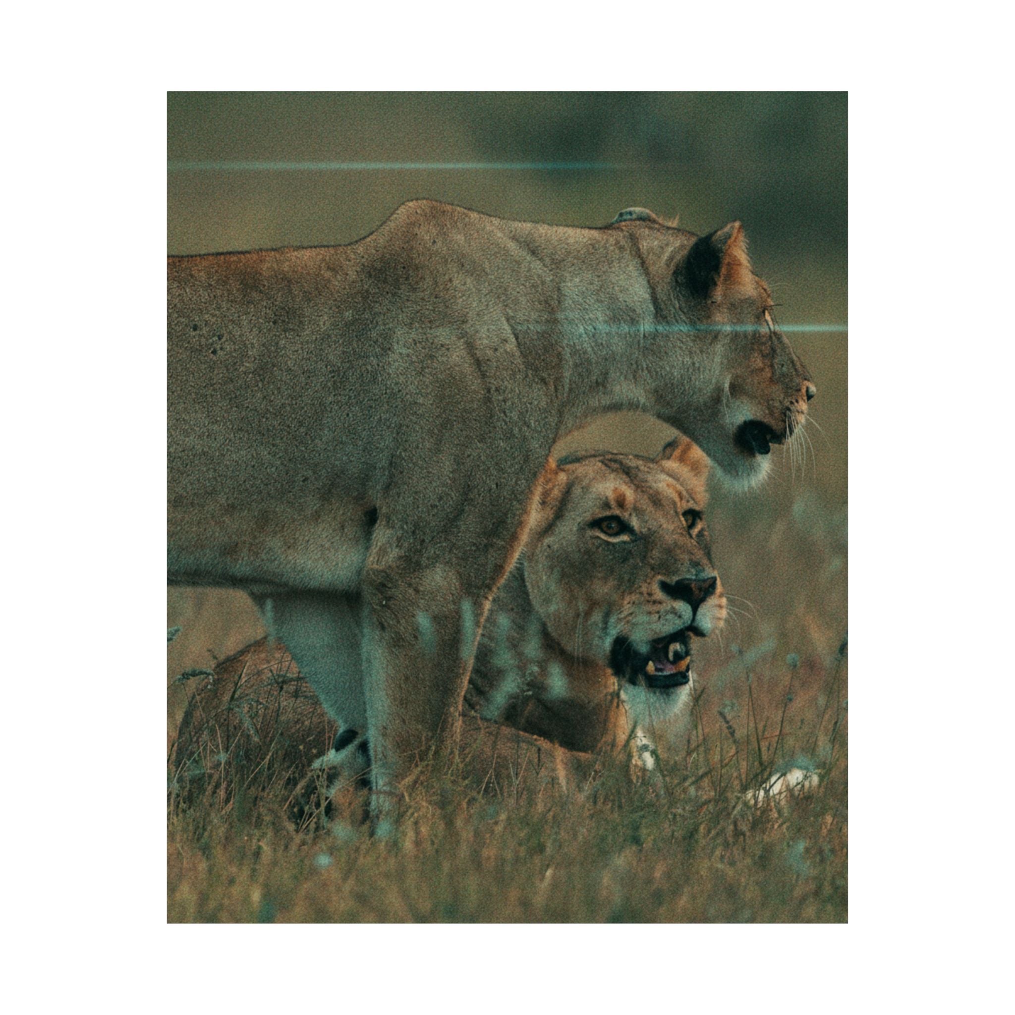 Cinematic — Lions — Matte Poster