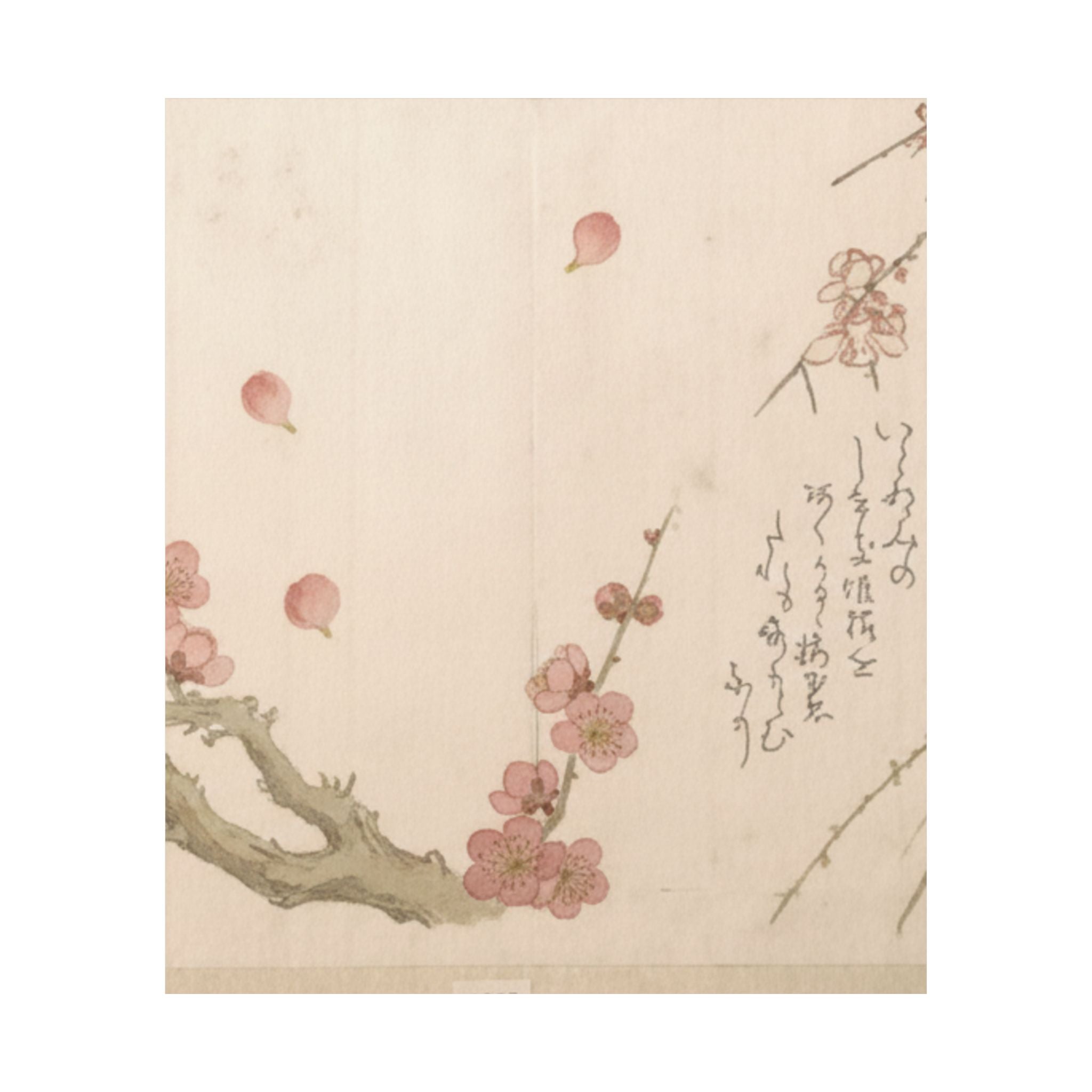 Botanical — Plum Blossom — Matte Poster