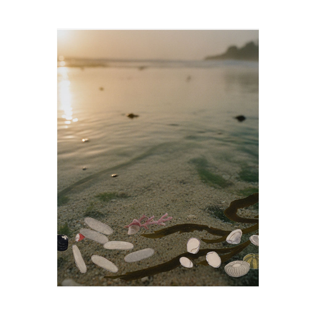 Scenic Nature — Shells Under Water — Matte Poster