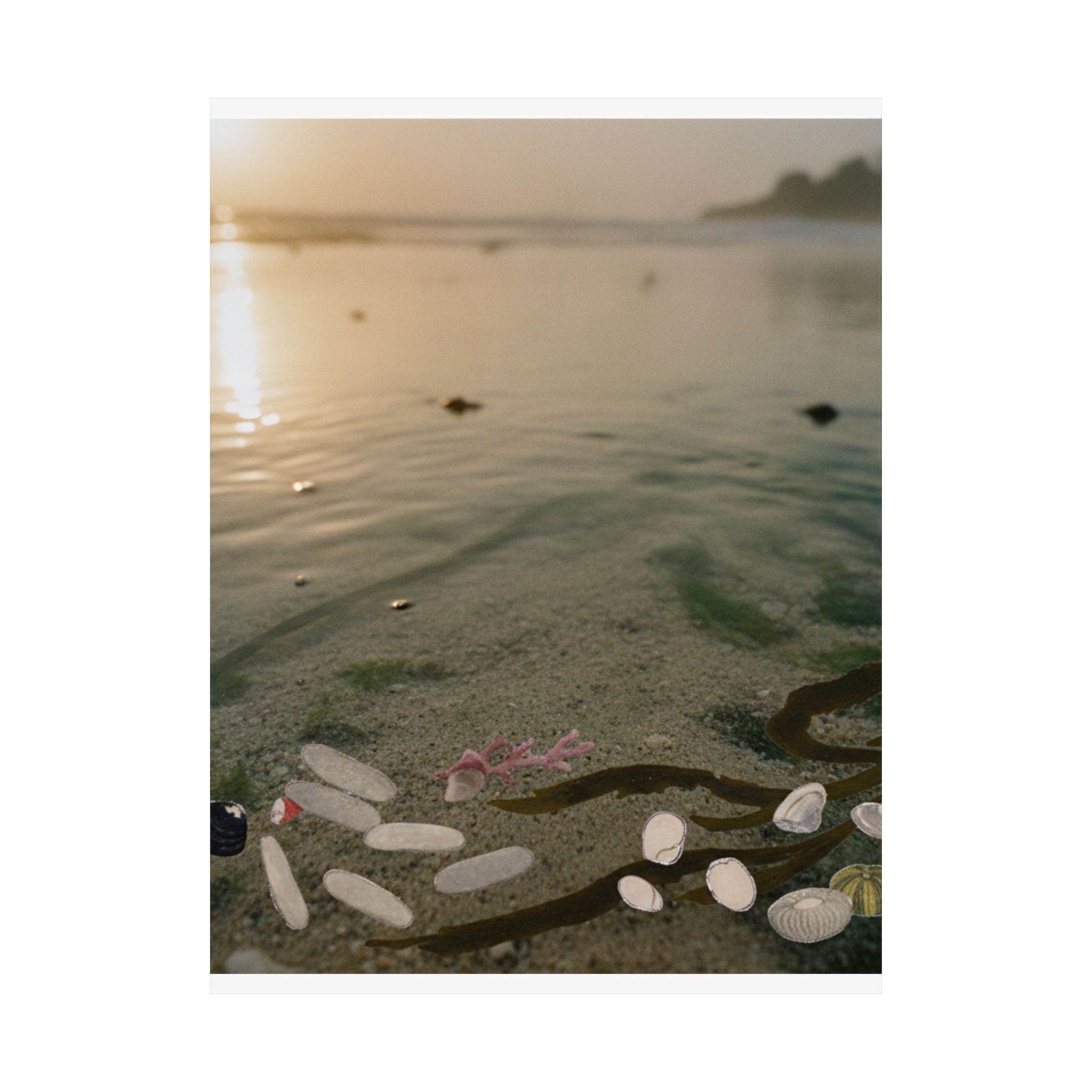 Scenic Nature — Shells Under Water — Matte Poster
