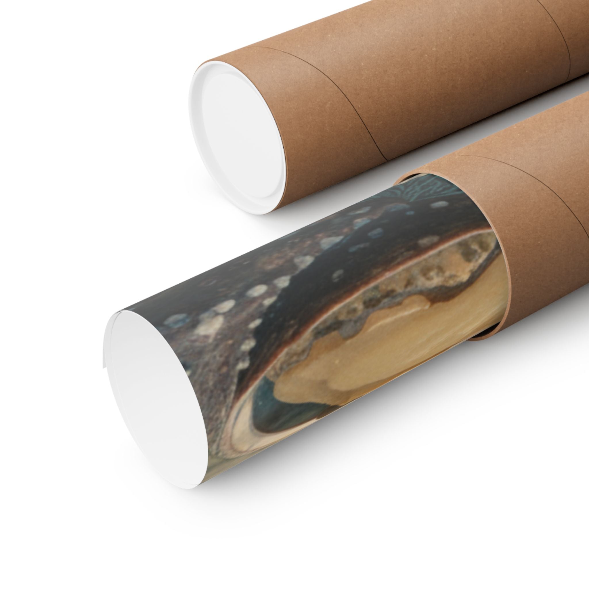 Scenic Nature — Shells Under Water — Matte Poster