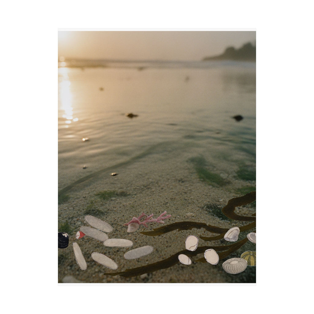 Scenic Nature — Shells Under Water — Matte Poster