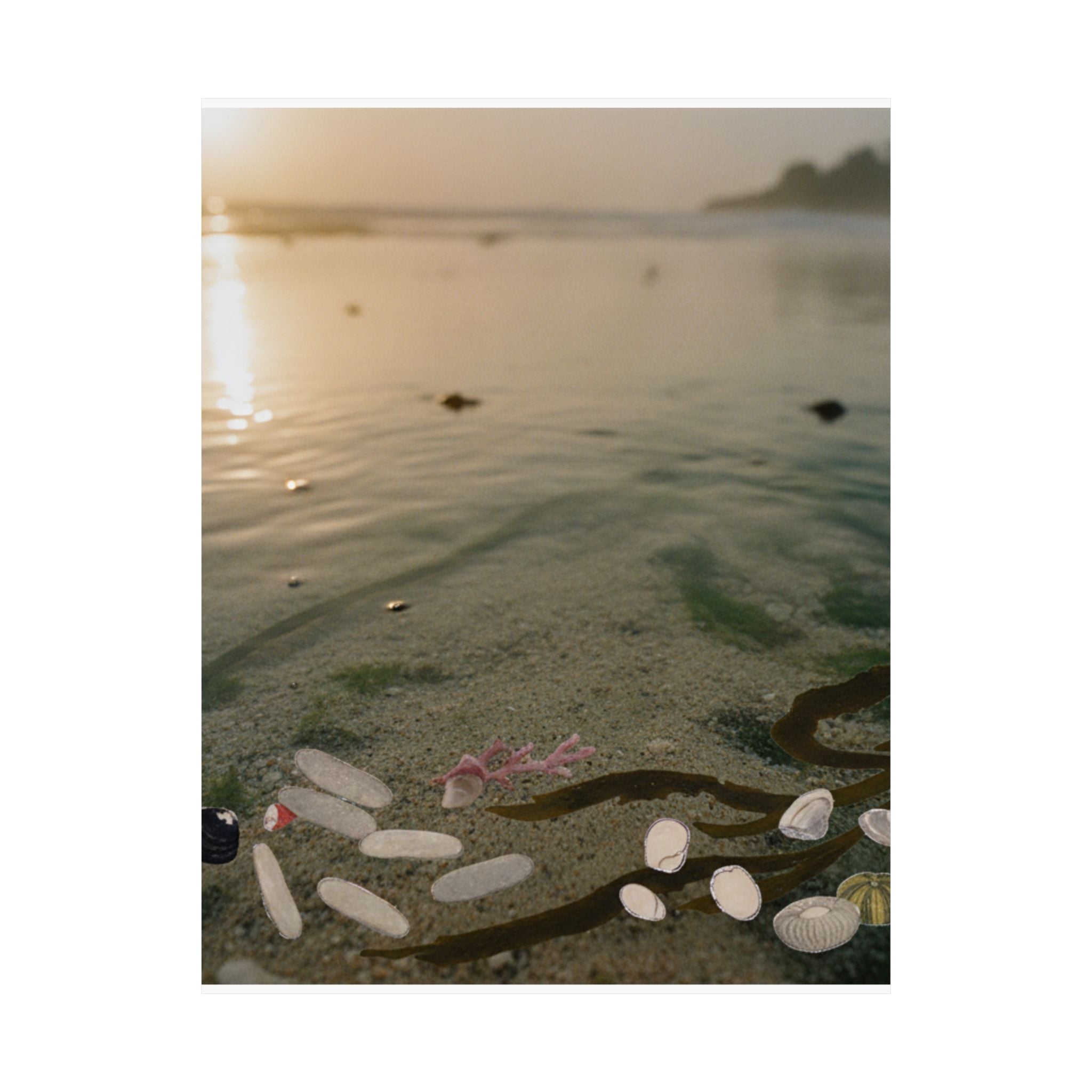 Scenic Nature — Shells Under Water — Matte Poster