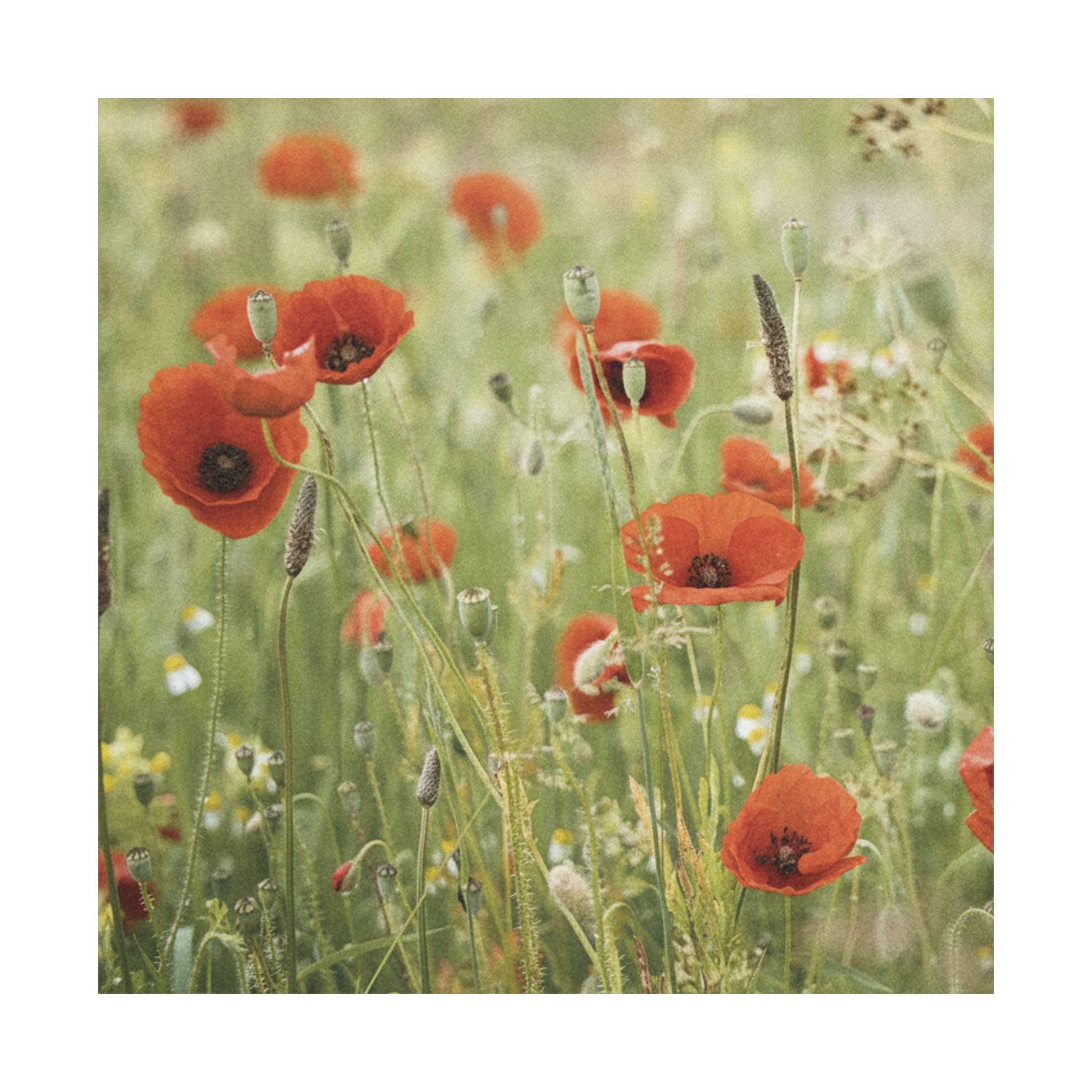 Watercolor — Flower — Matte Poster