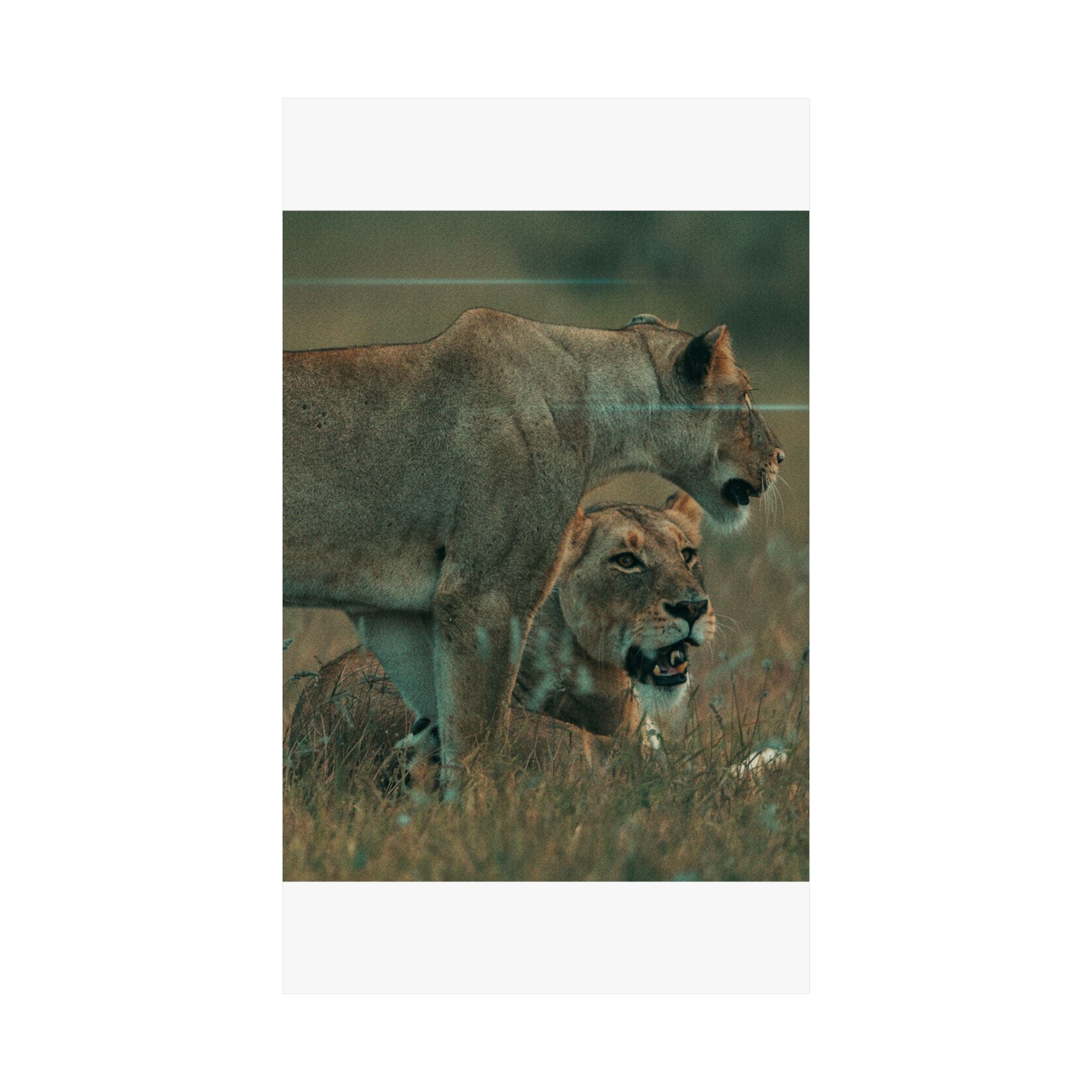 Cinematic — Lions — Matte Poster