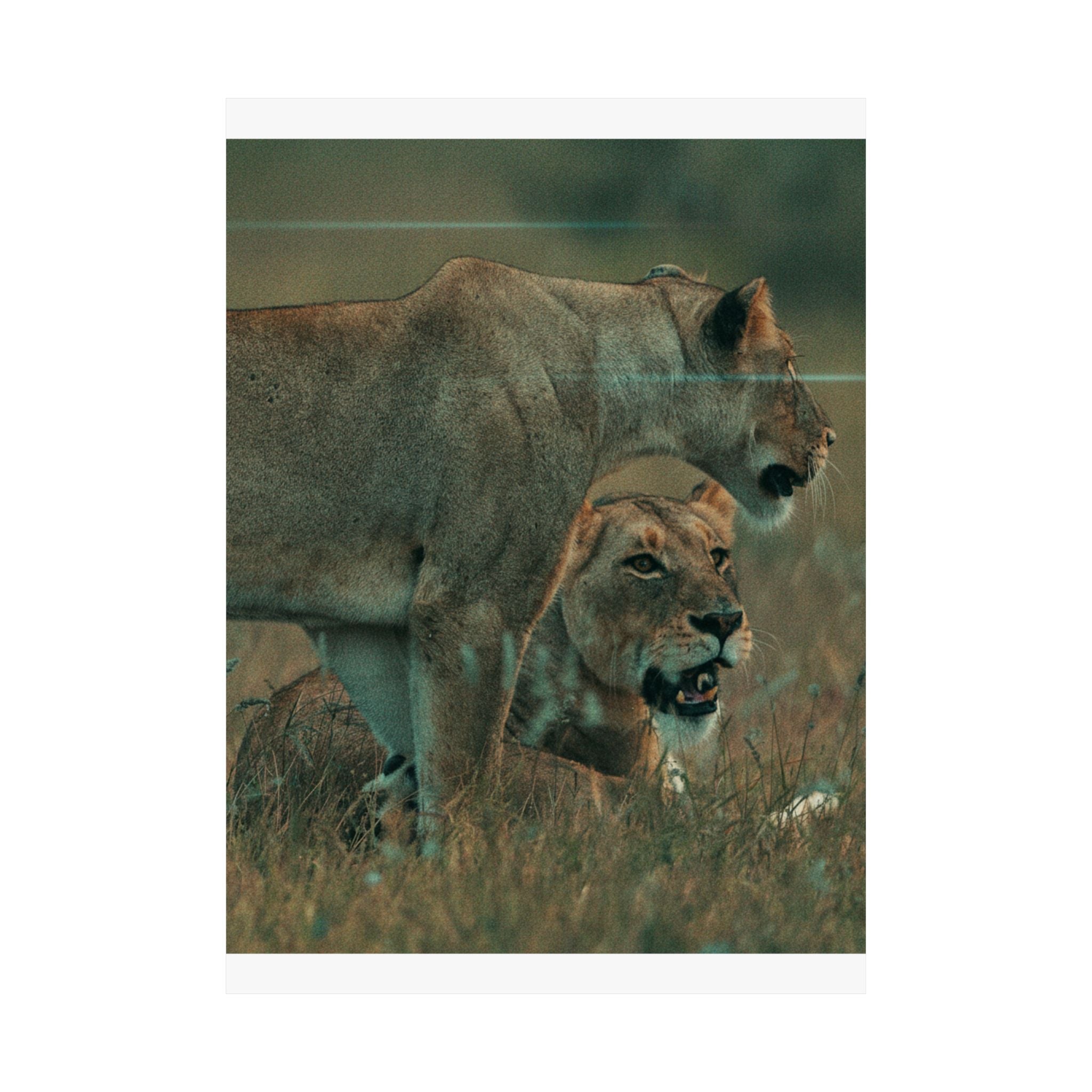 Cinematic — Lions — Matte Poster