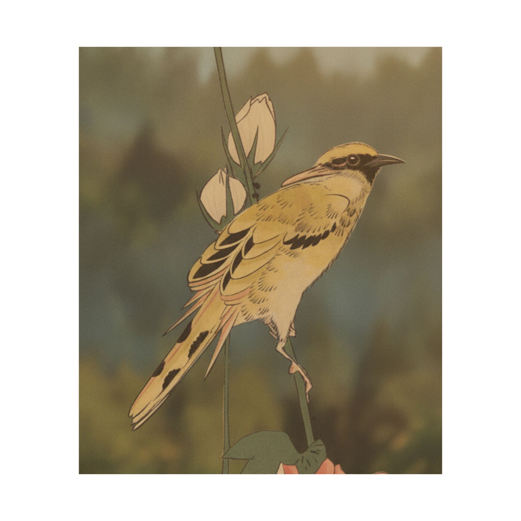 Scenic Nature — Black-Naped Oriole Perched On A Stem Of Rose Mallow — Matte Poster
