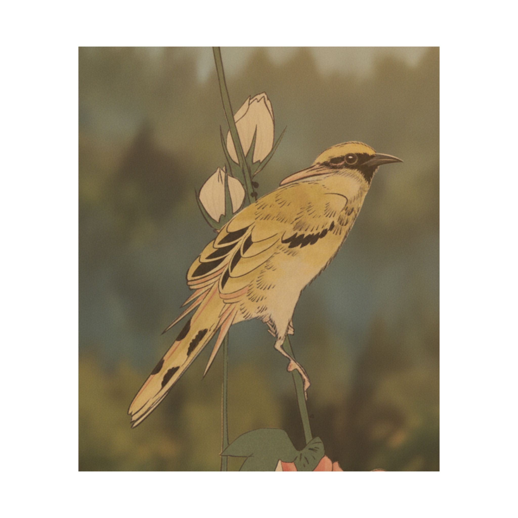 Scenic Nature — Black-Naped Oriole Perched On A Stem Of Rose Mallow — Matte Poster