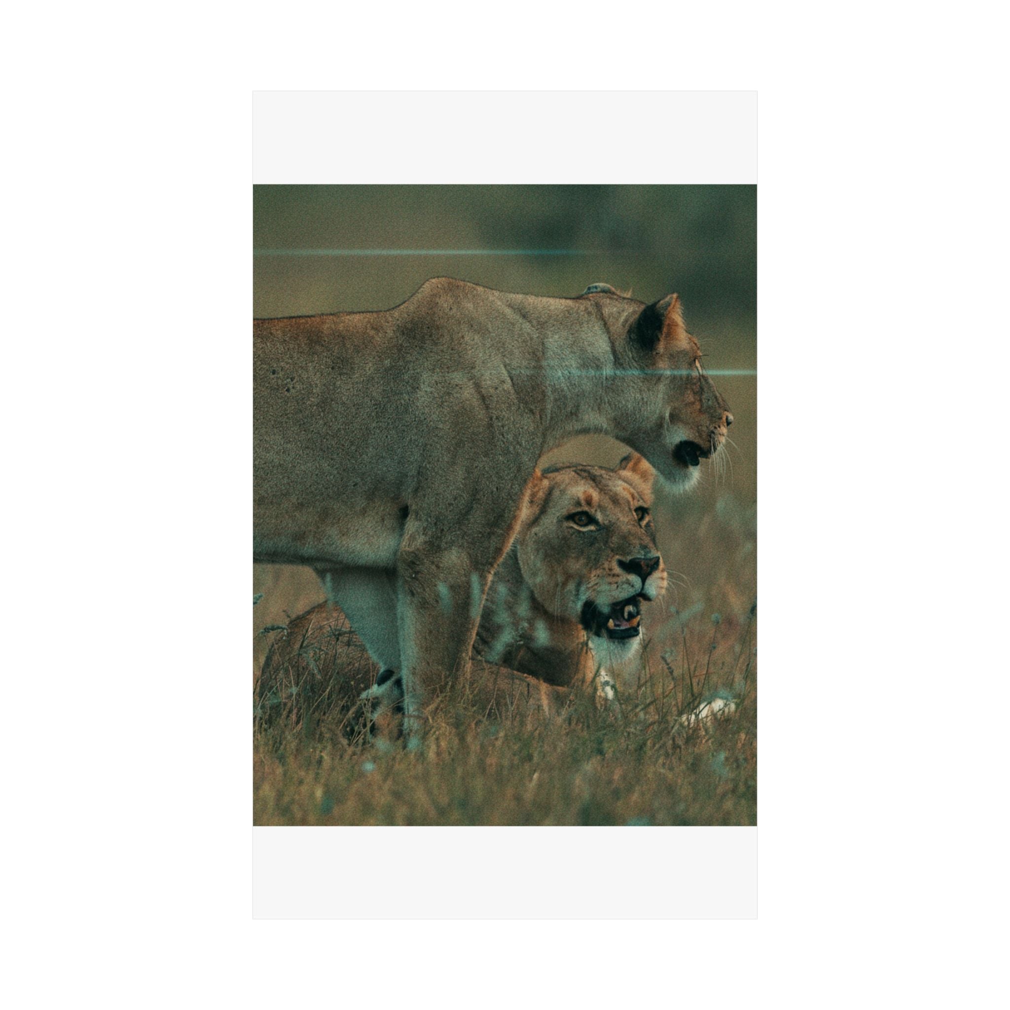 Cinematic — Lions — Matte Poster