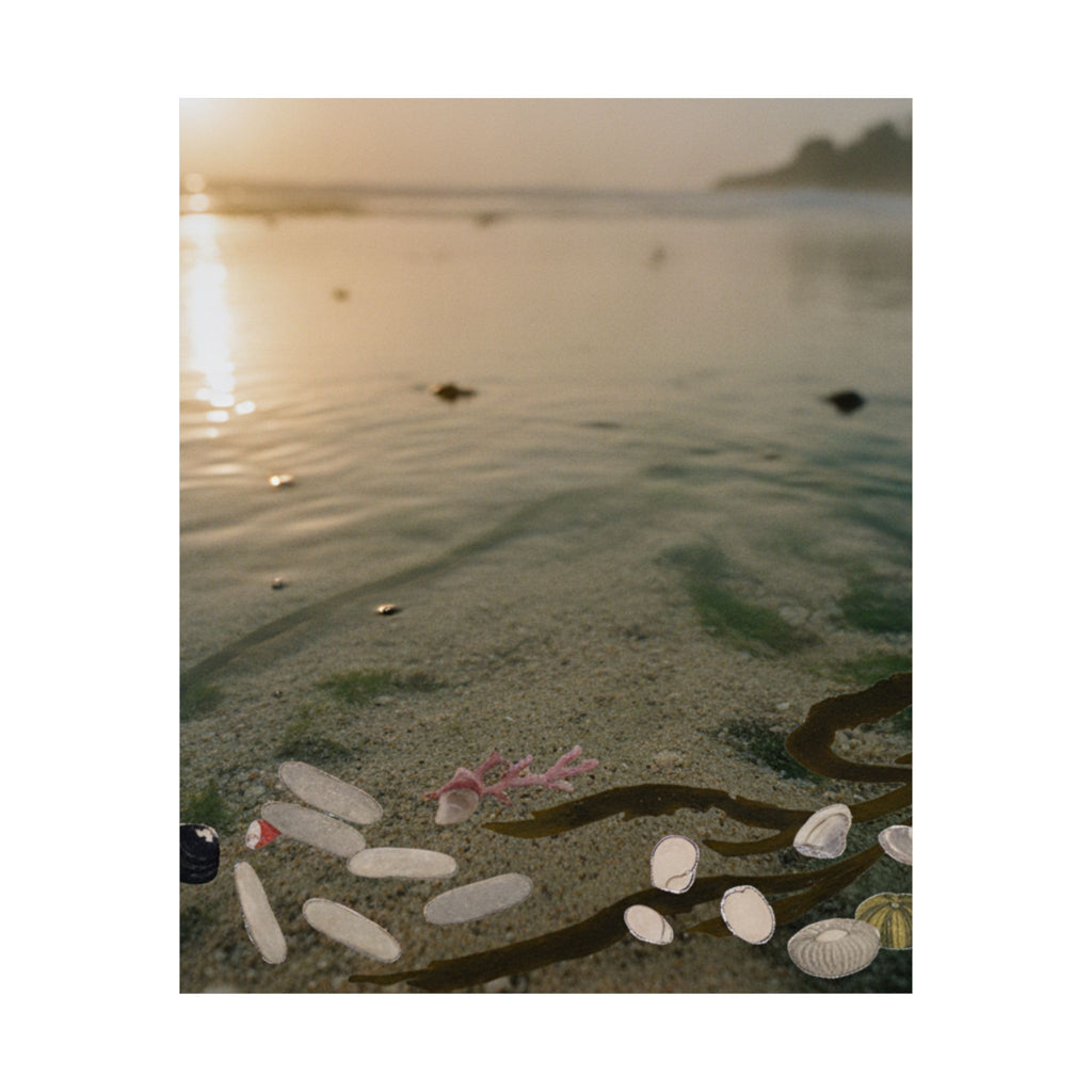 Scenic Nature — Shells Under Water — Matte Poster