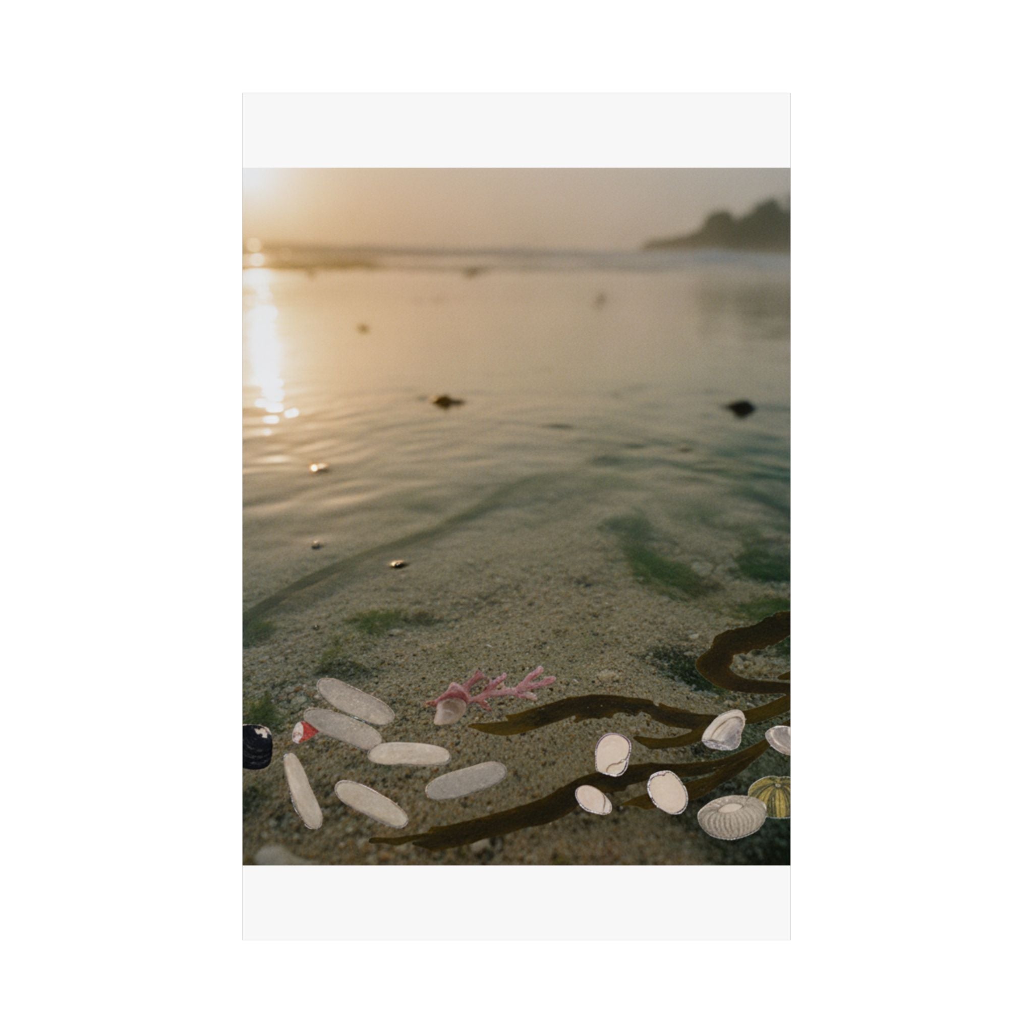Scenic Nature — Shells Under Water — Matte Poster