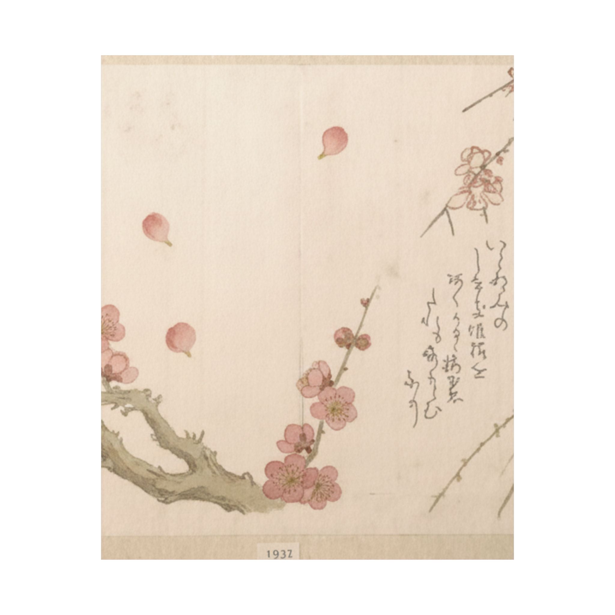 Botanical — Plum Blossom — Matte Poster