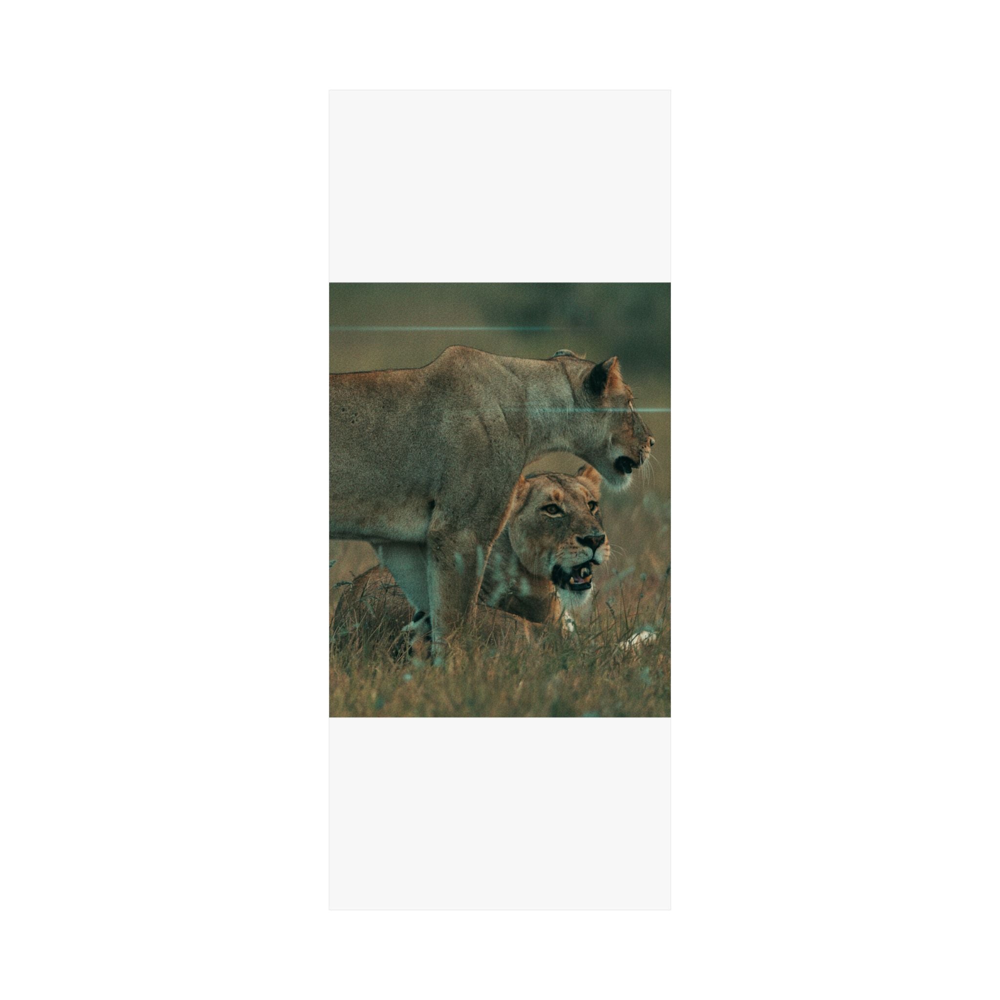 Cinematic — Lions — Matte Poster