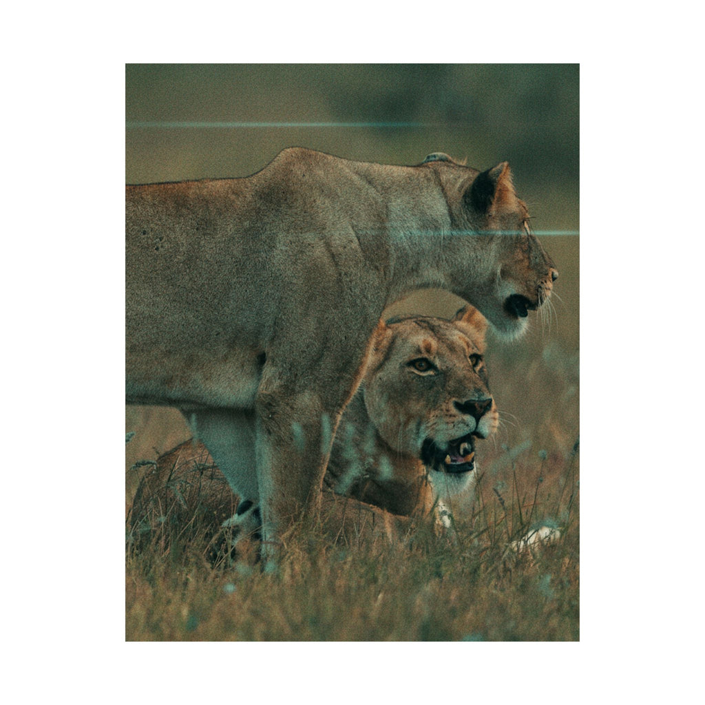 Cinematic — Lions — Matte Poster