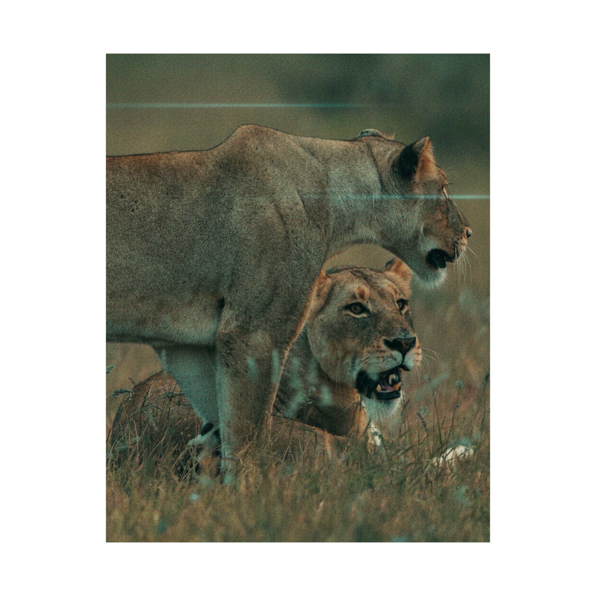 Cinematic — Lions — Matte Poster
