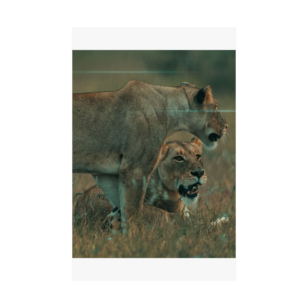 Cinematic — Lions — Matte Poster