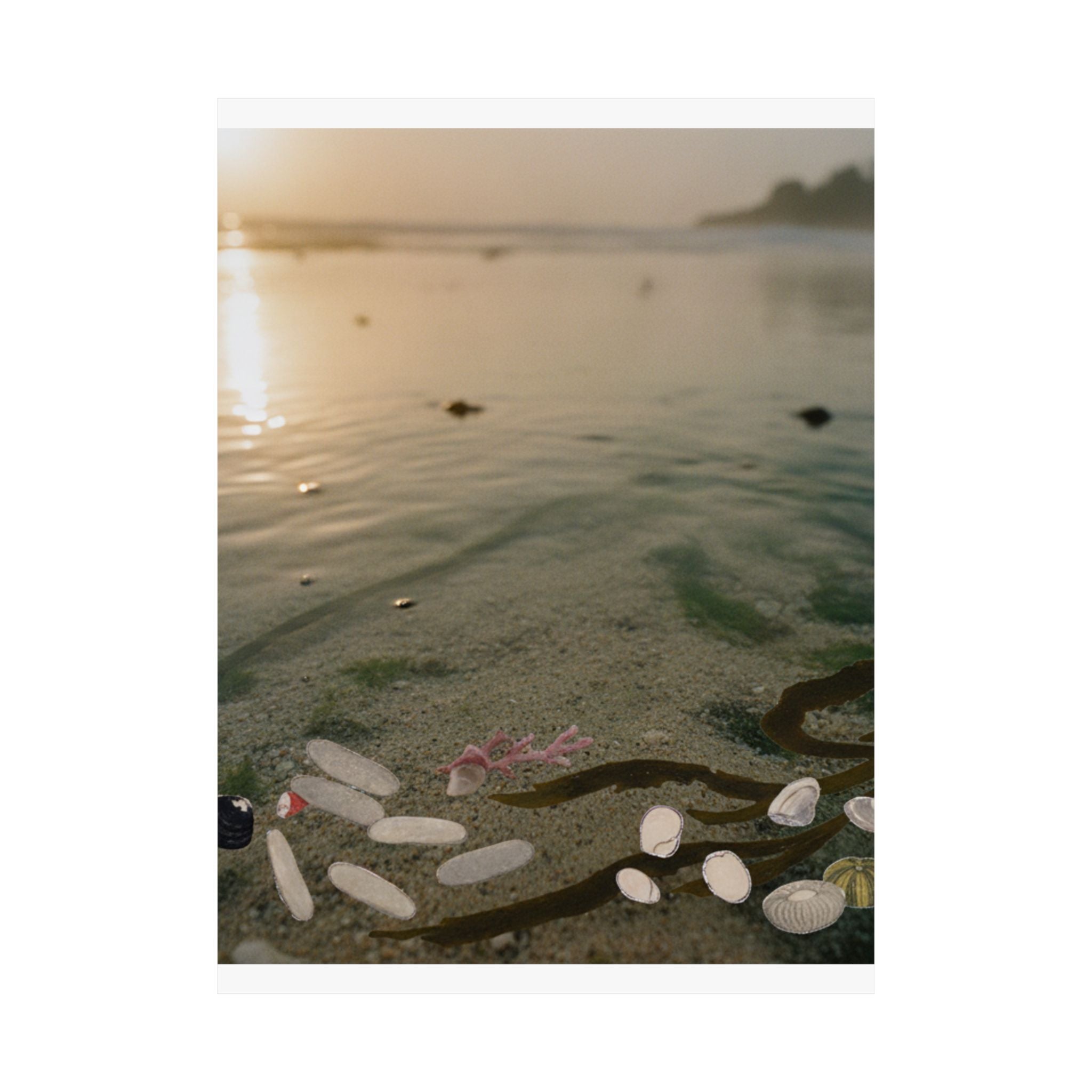 Scenic Nature — Shells Under Water — Matte Poster