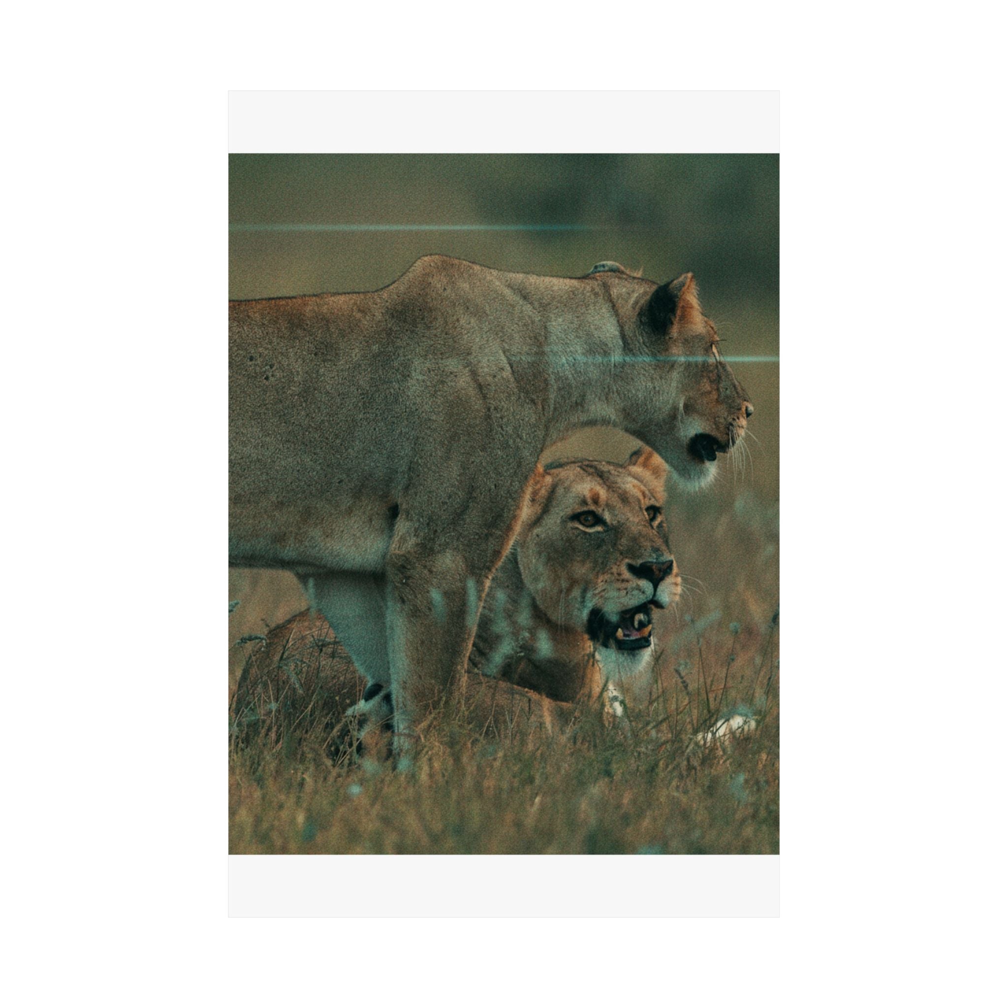 Cinematic — Lions — Matte Poster