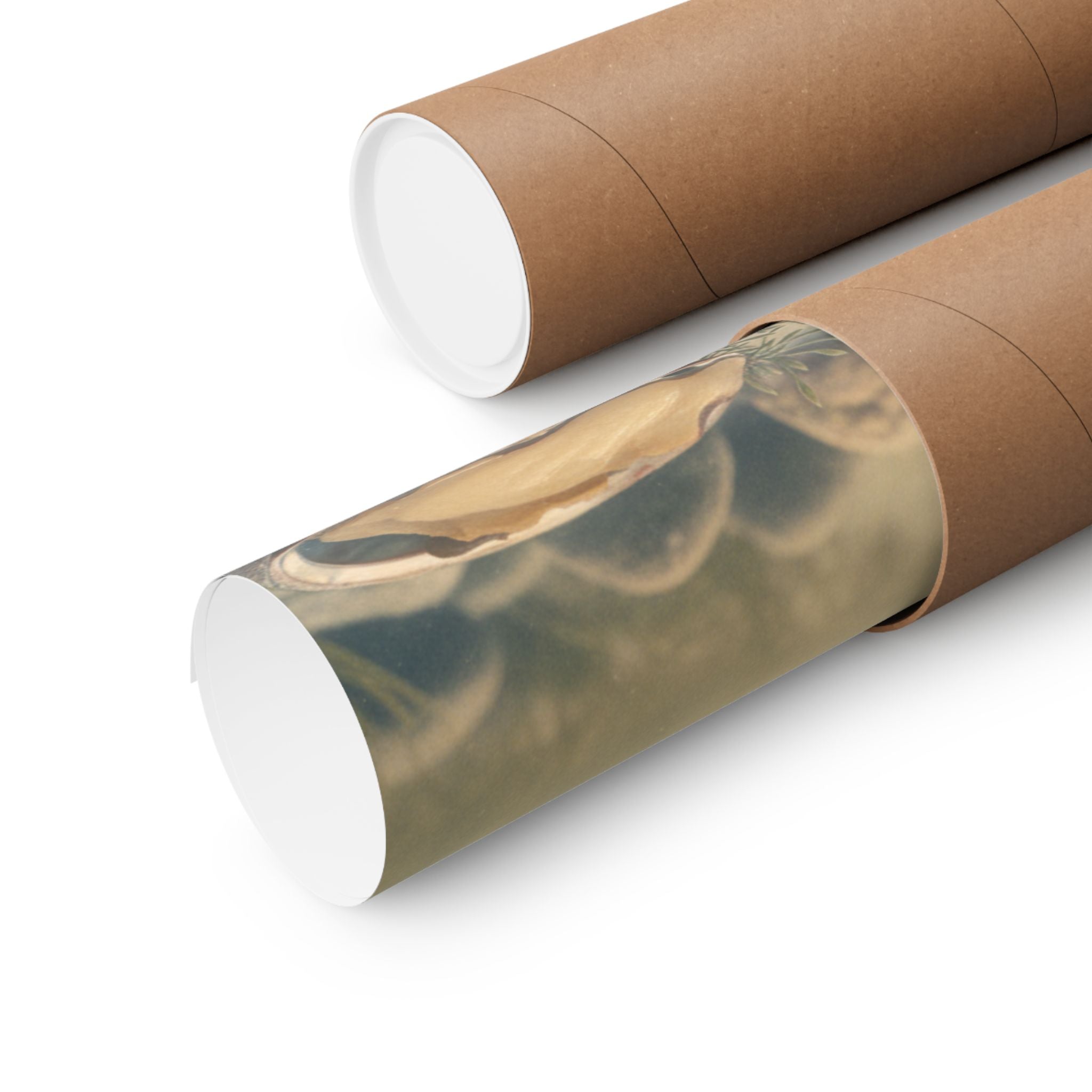 Scenic Nature — Shells Under Water — Matte Poster