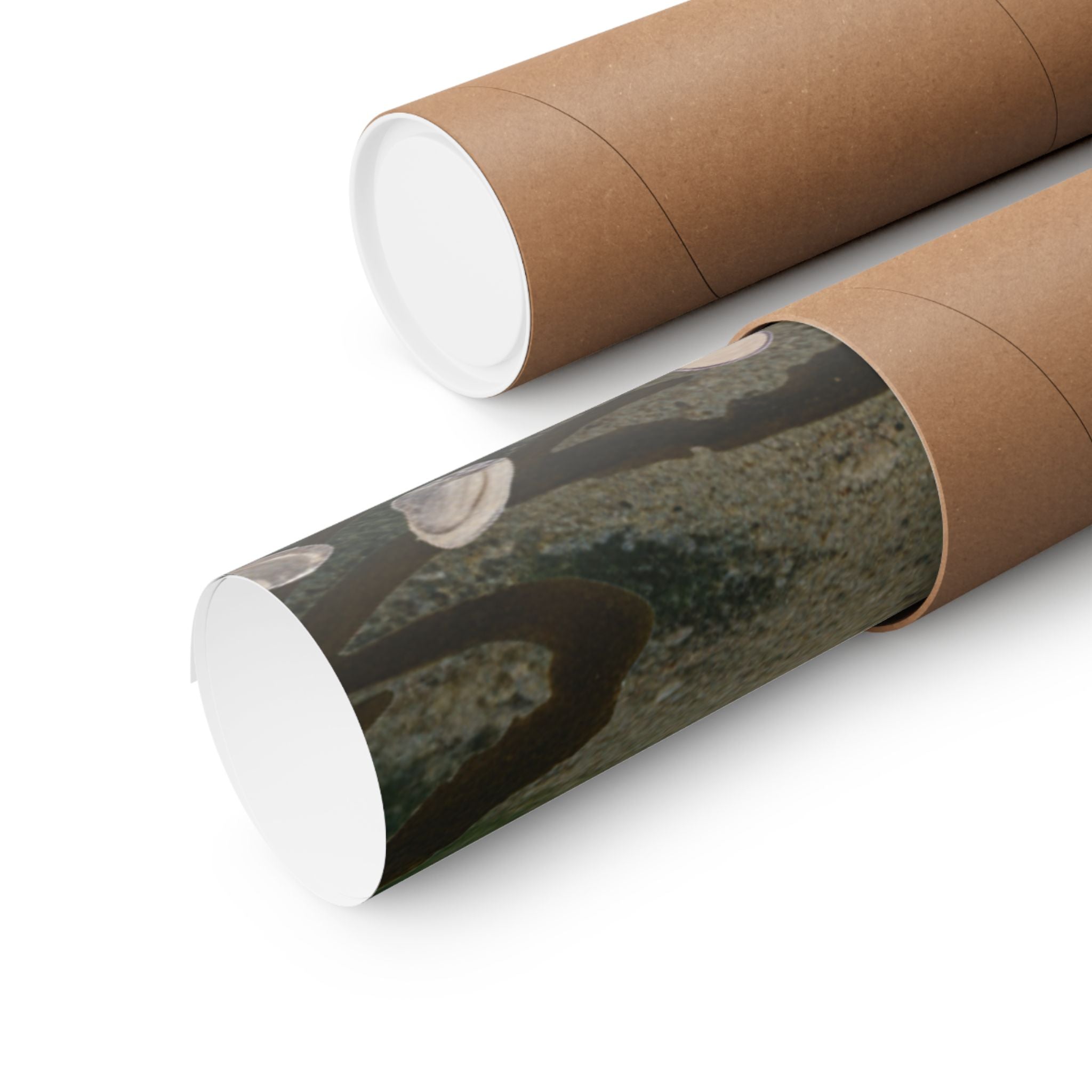 Scenic Nature — Shells Under Water — Matte Poster