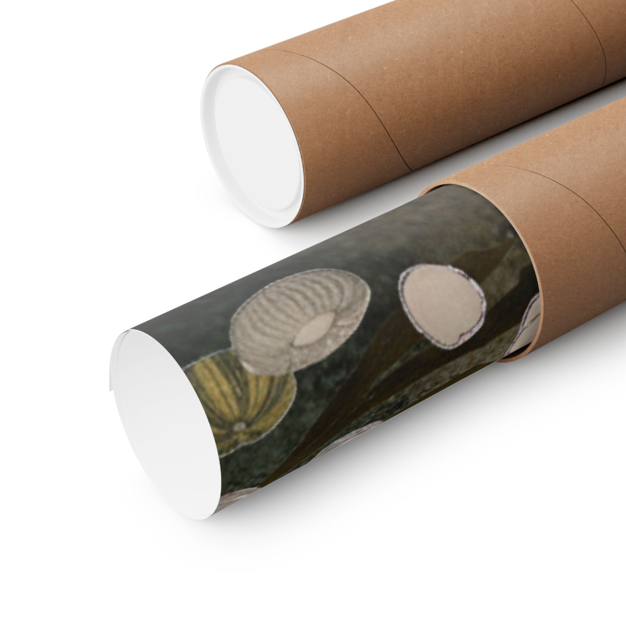 Scenic Nature — Shells Under Water — Matte Poster