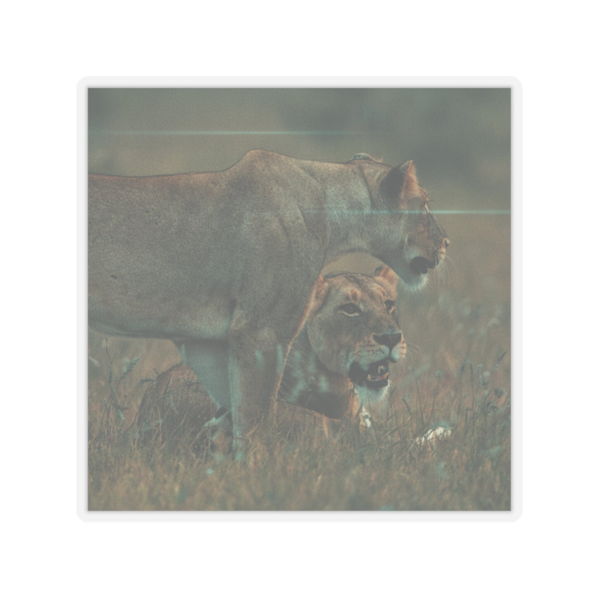 Cinematic — Lions — Kiss-Cut Sticker