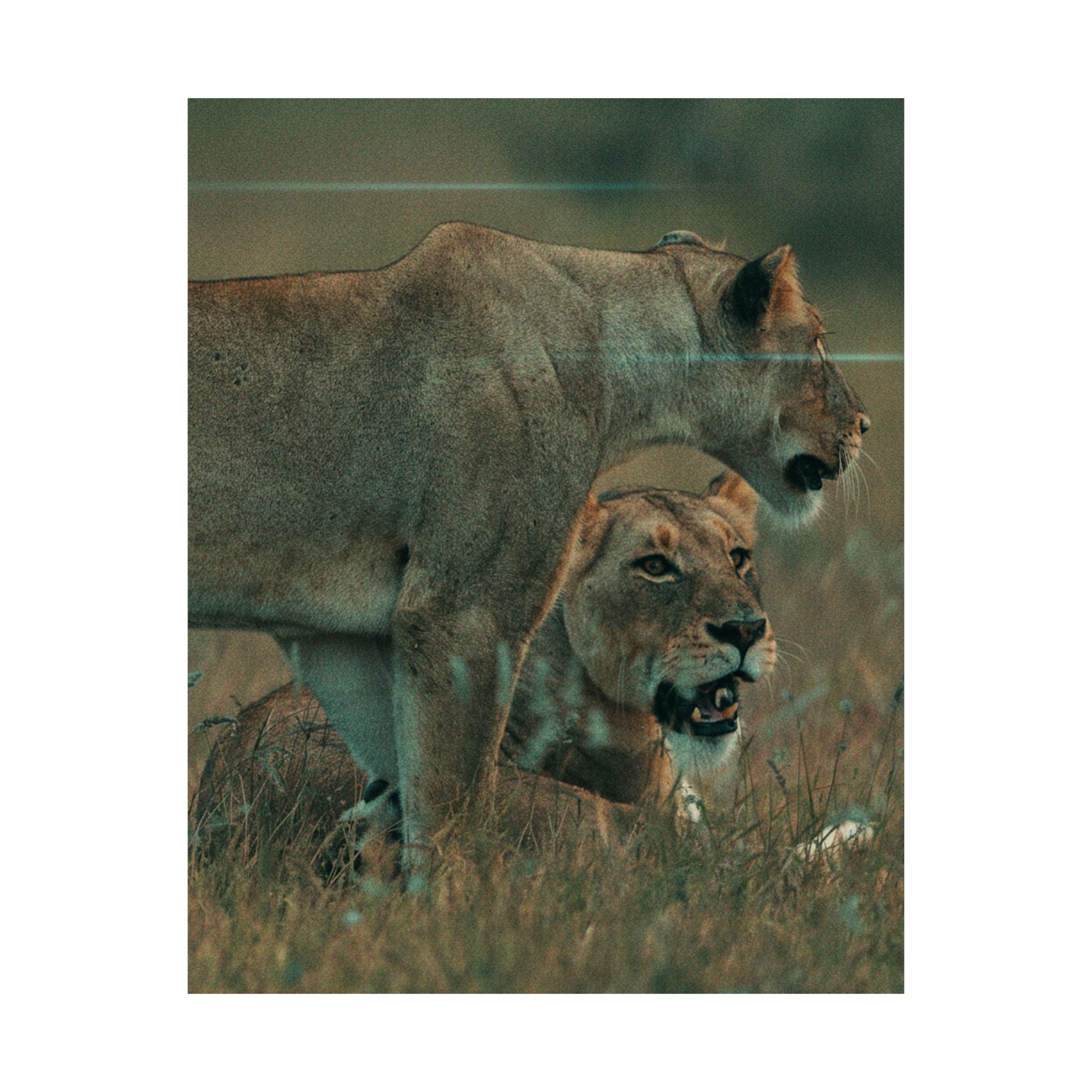Cinematic — Lions — Matte Poster